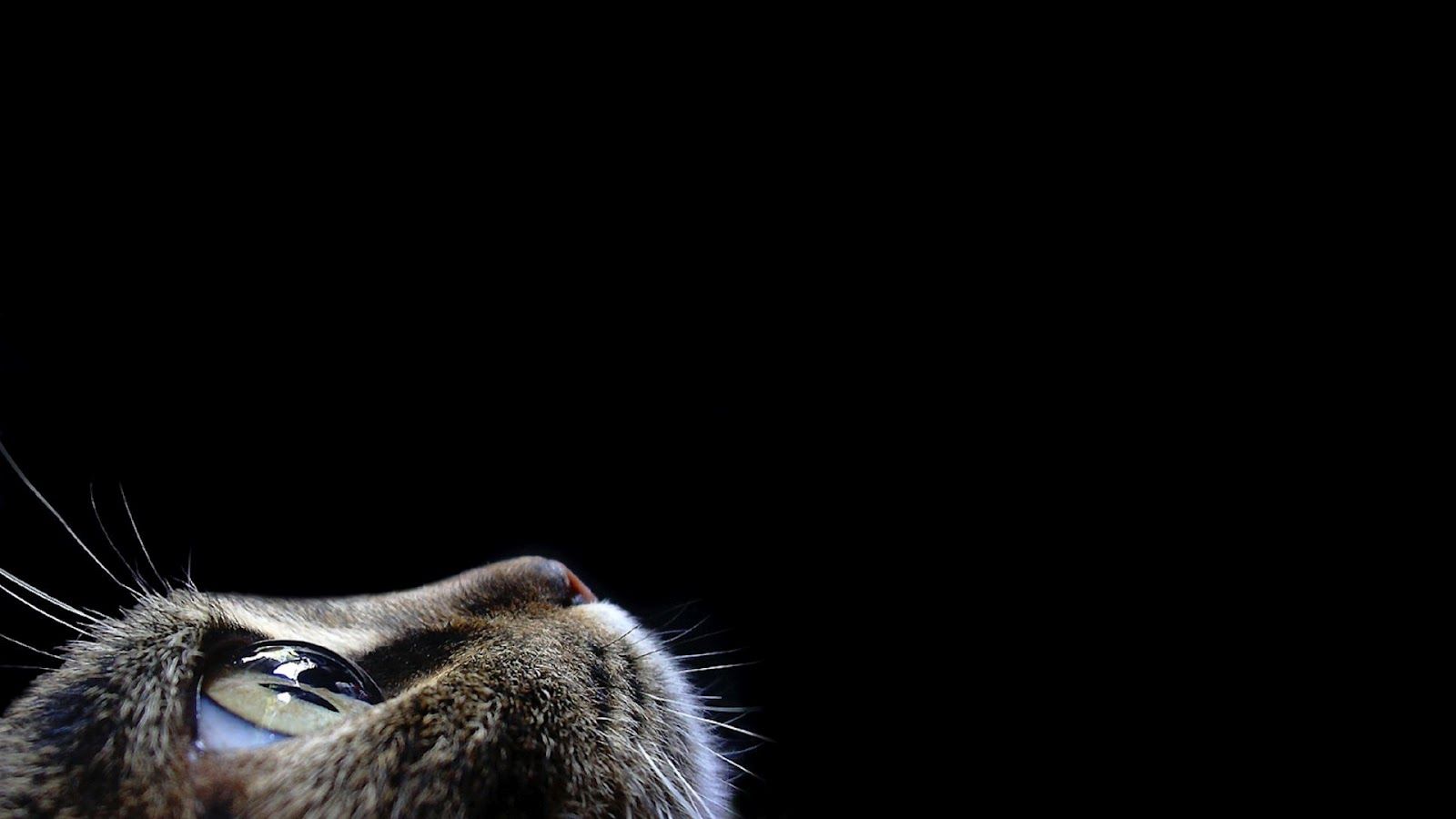 Gatto grigio profilo sfondo nero, 1600x900 HD, PC Desktop