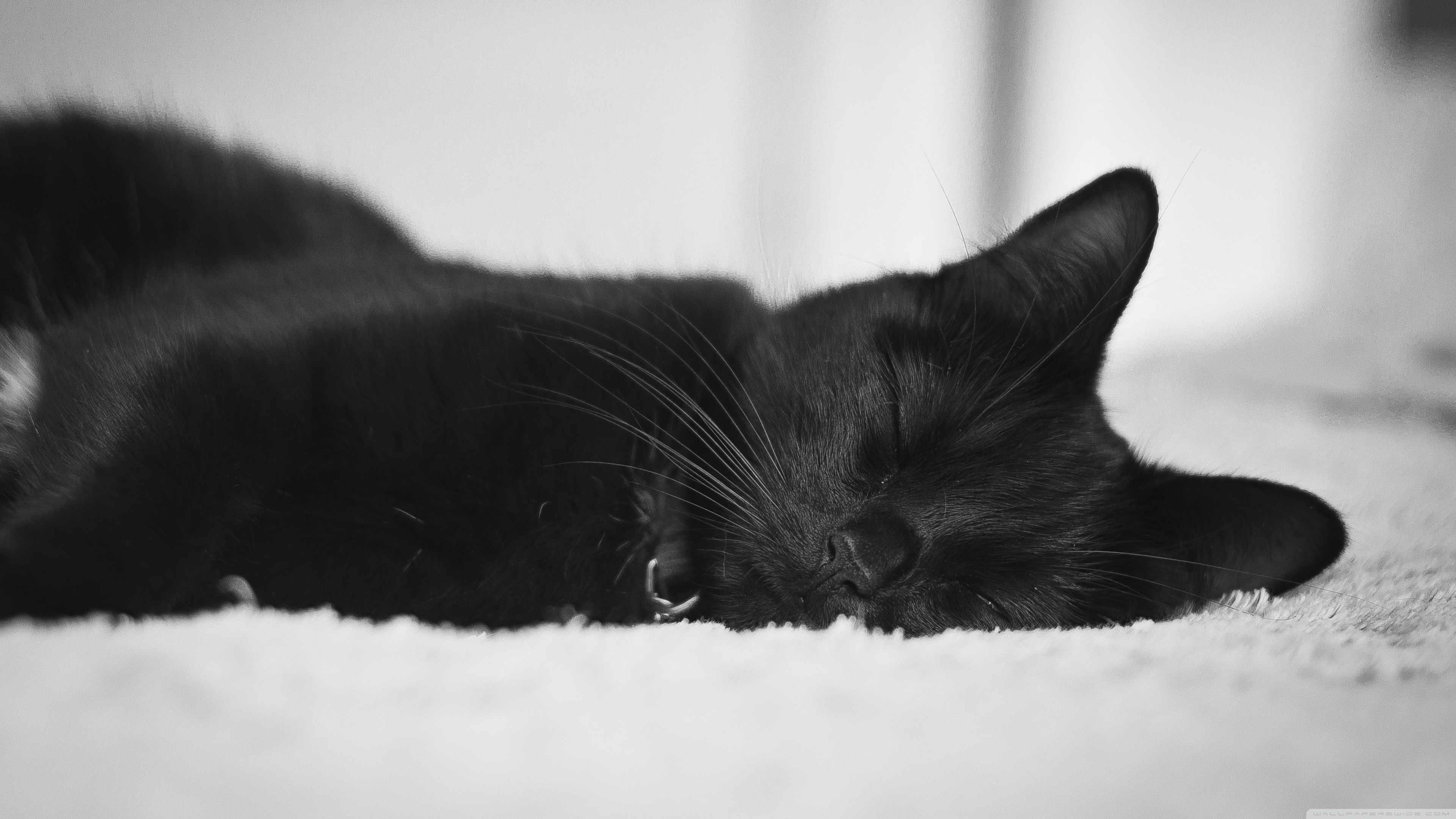 Gatto nero sdraiato, 3840x2160 Ultra HD, PC