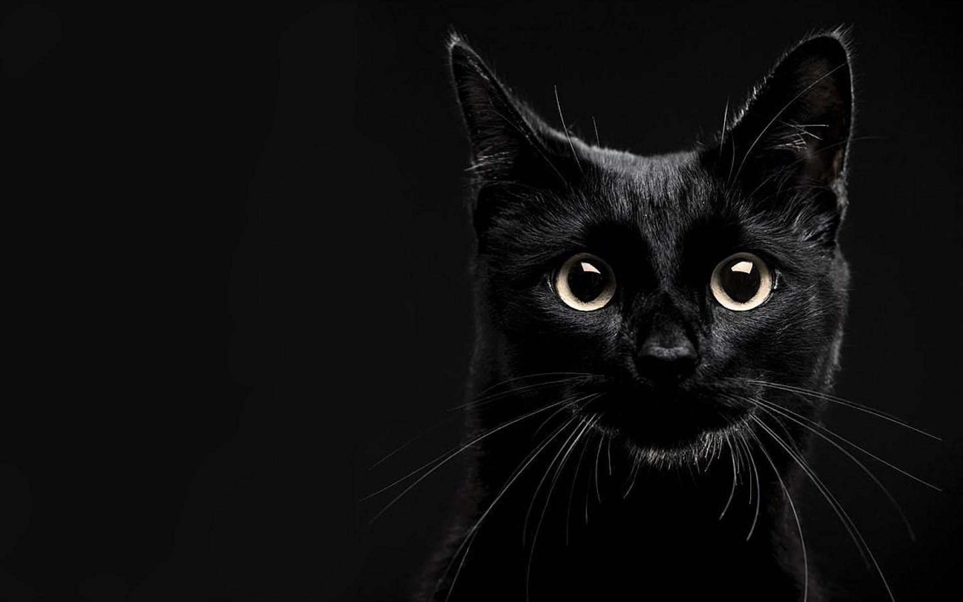 Gatto nero su sfondo scuro, 1920x1200 Full HD+ WUXGA, Monitor Gaming