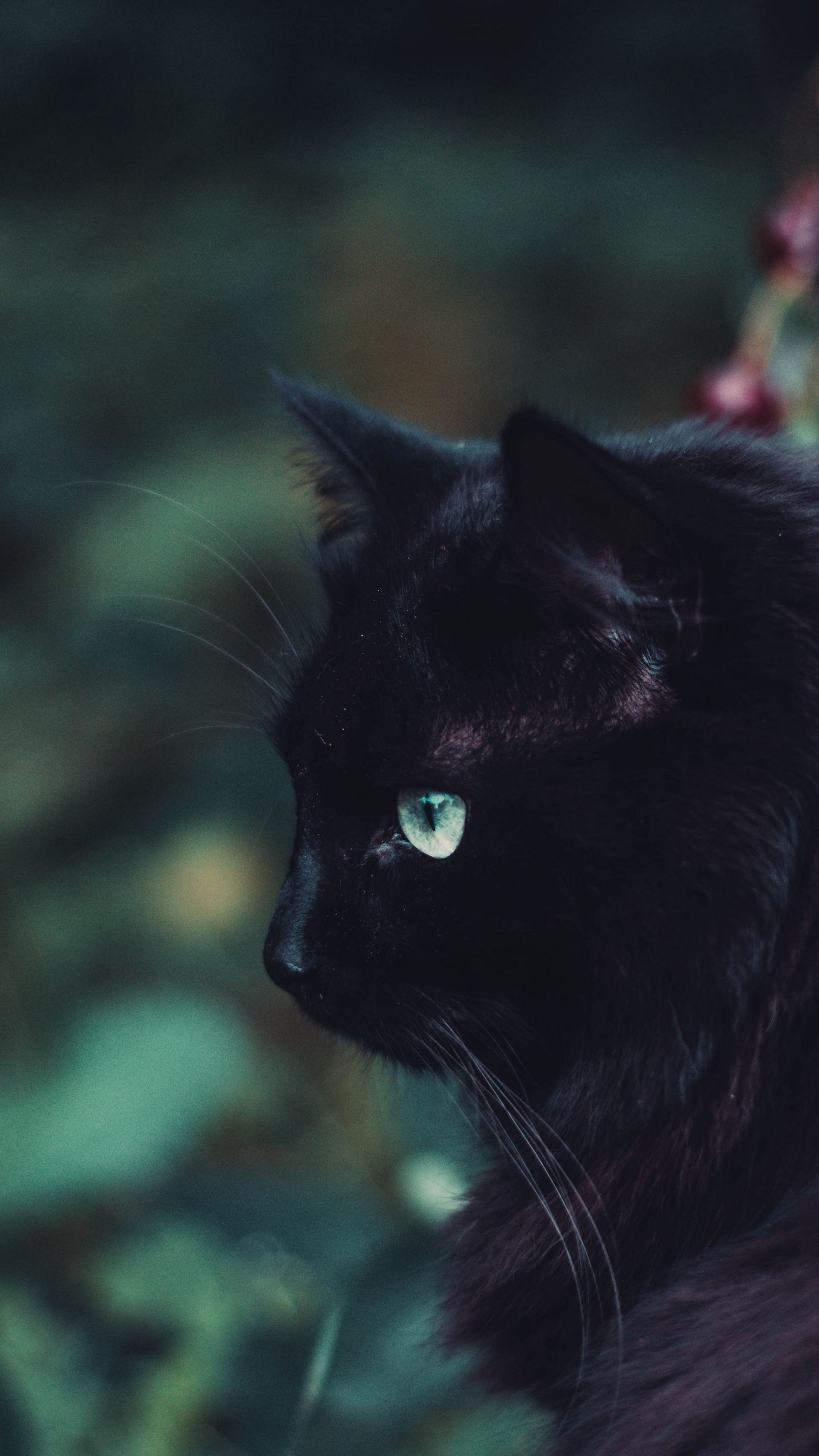 Gatto nero profilo giardino, 1440x2560 Full HD Verticale, Galaxy Z