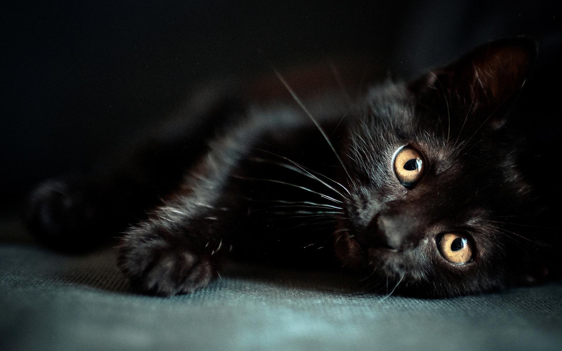 Gatto nero occhi gialli, 1920x1200 Full HD+ WUXGA, Desktop