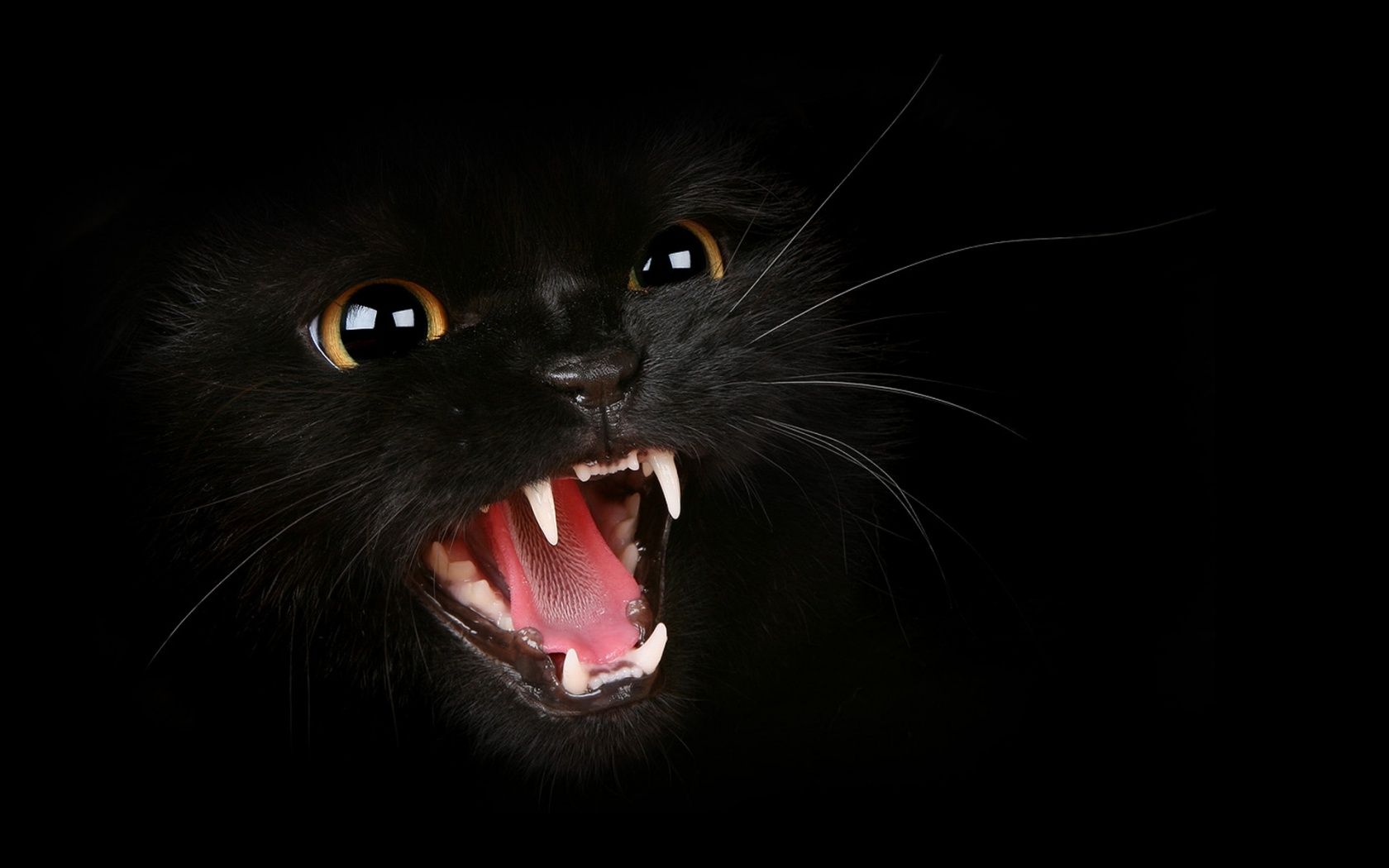 Gatto nero che ringhia, 1680x1050 HD Ready, Desktop