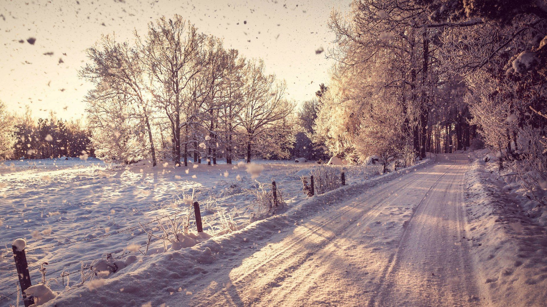 Paesaggio innevato con abeti, 1920x1080 Full HD, Laptop