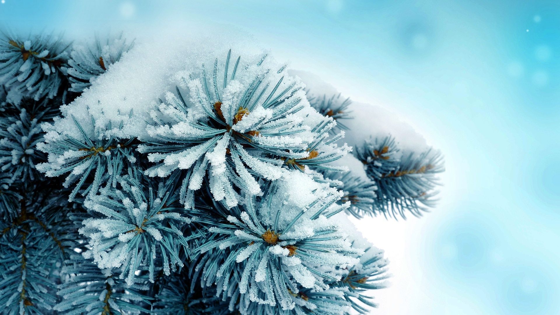 Invernali di Gennaio, 2560x1600 2K, Desktop
