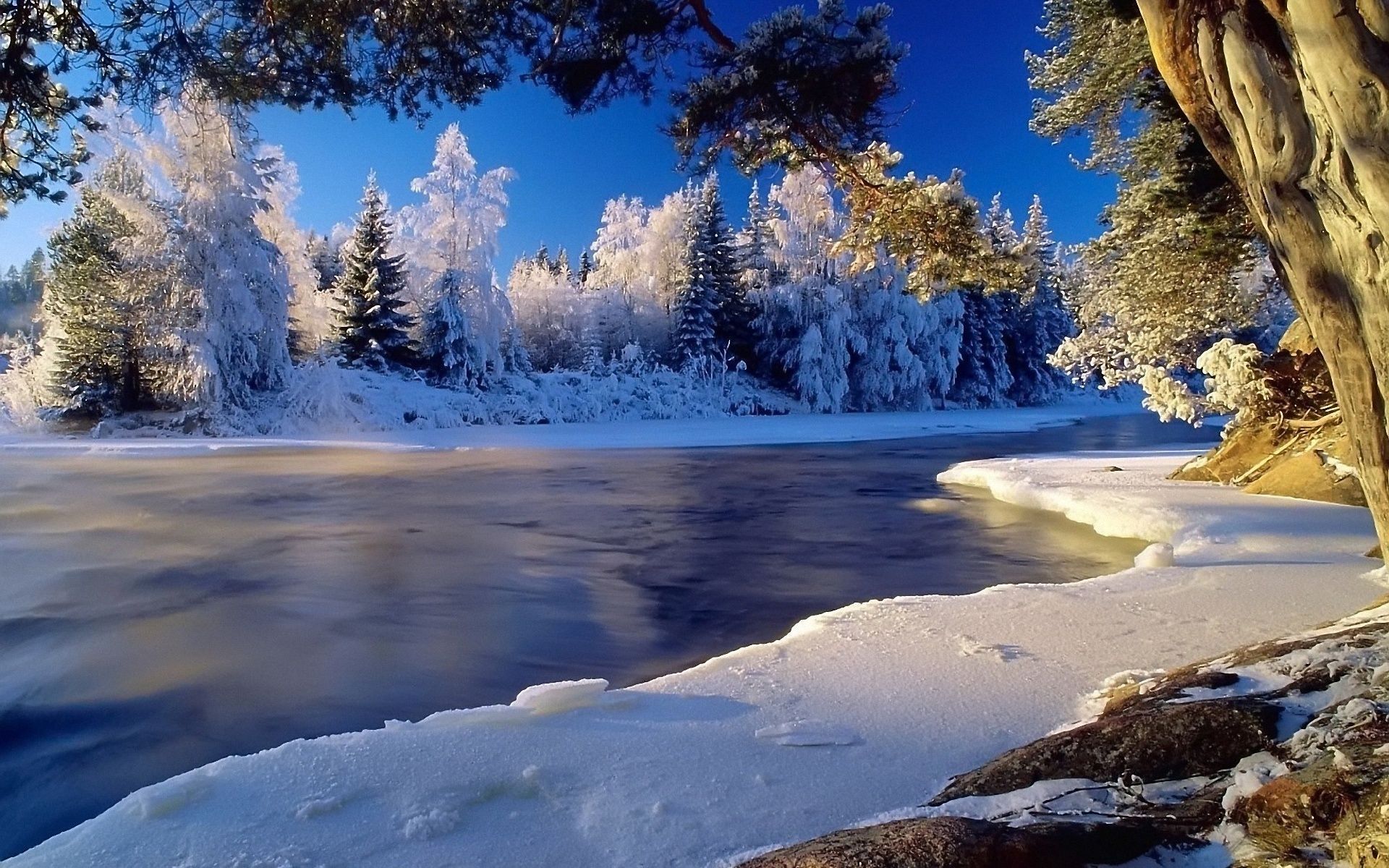 Foresta innevata con sole, 2560x1440 QHD, Monitor Gaming