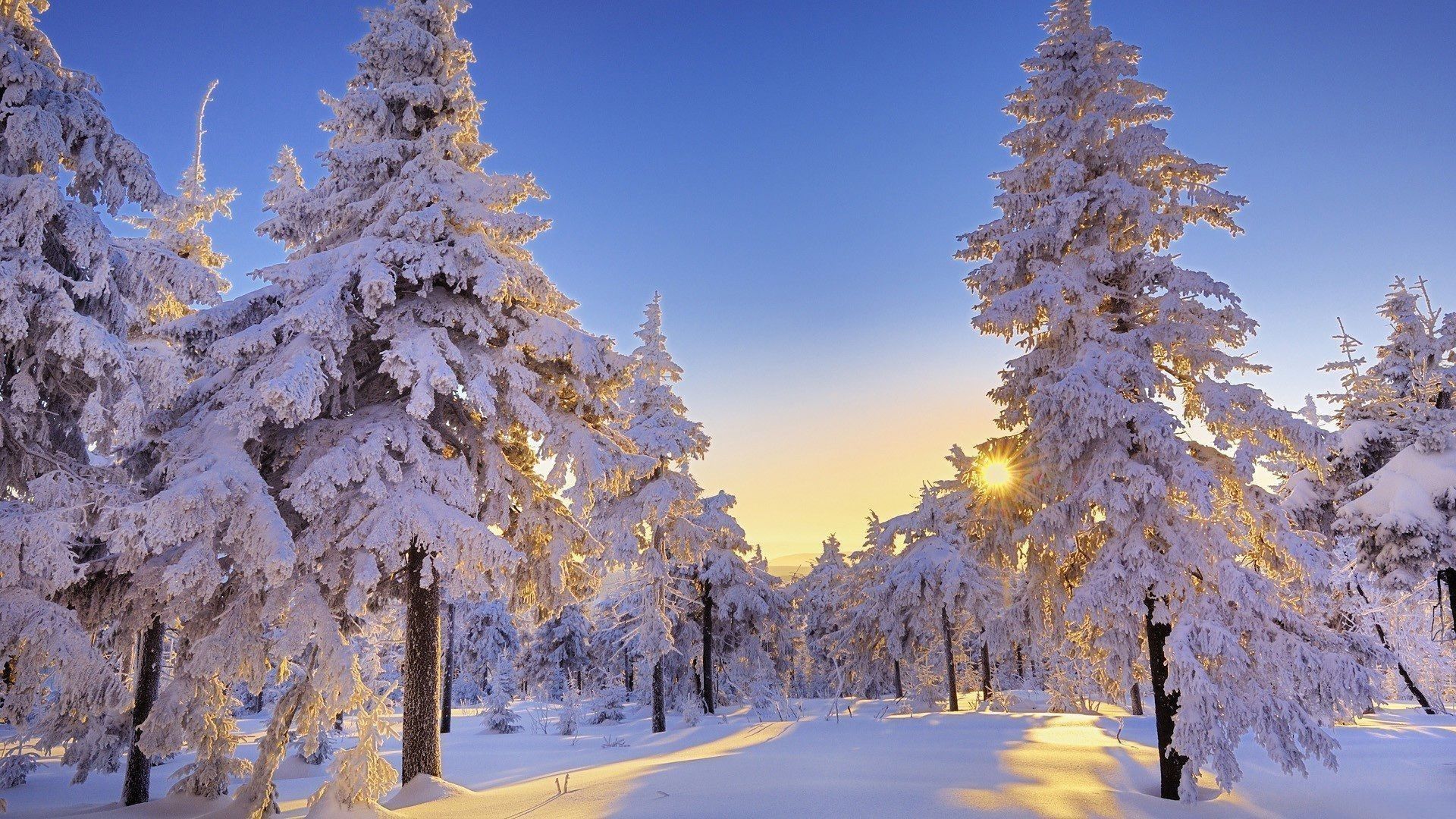 Foresta innevata al tramonto, 1920x1080 Full HD, Desktop