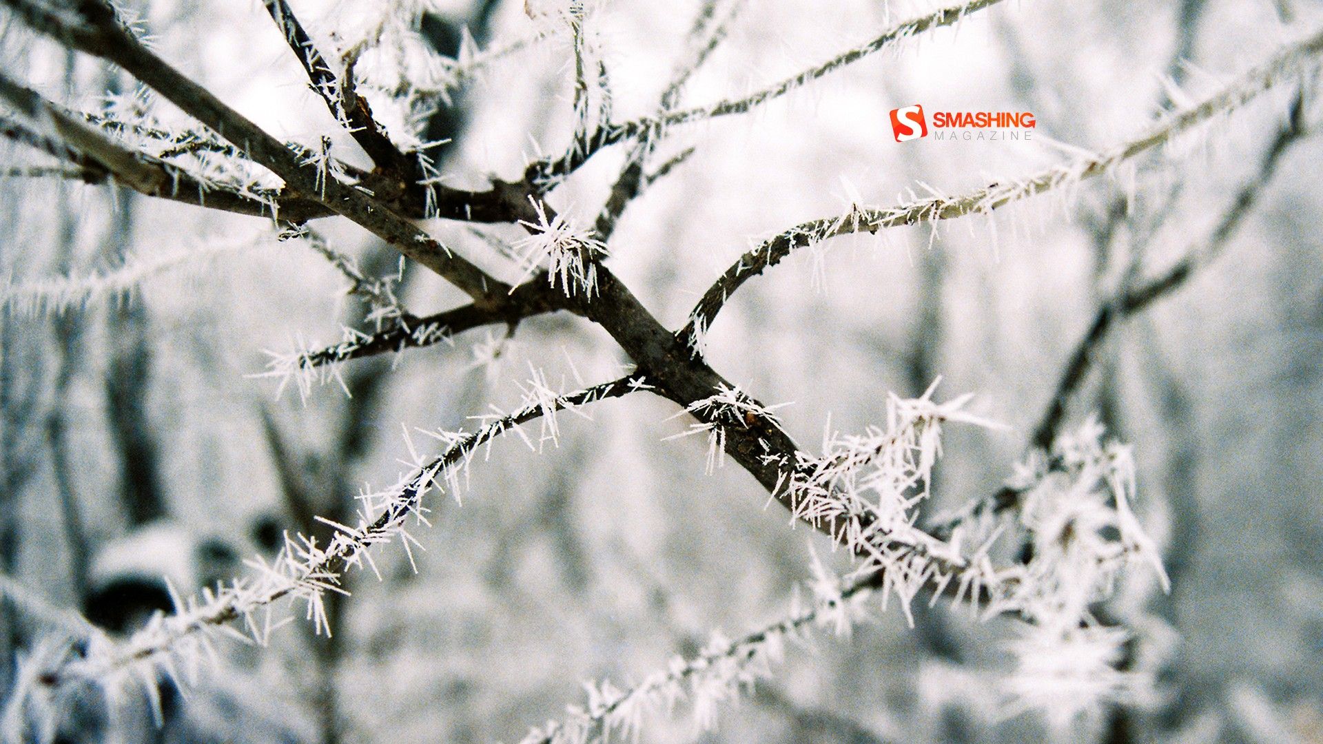Sentiero innevato tra alberi, 1600x900 HD Ready, PC Desktop