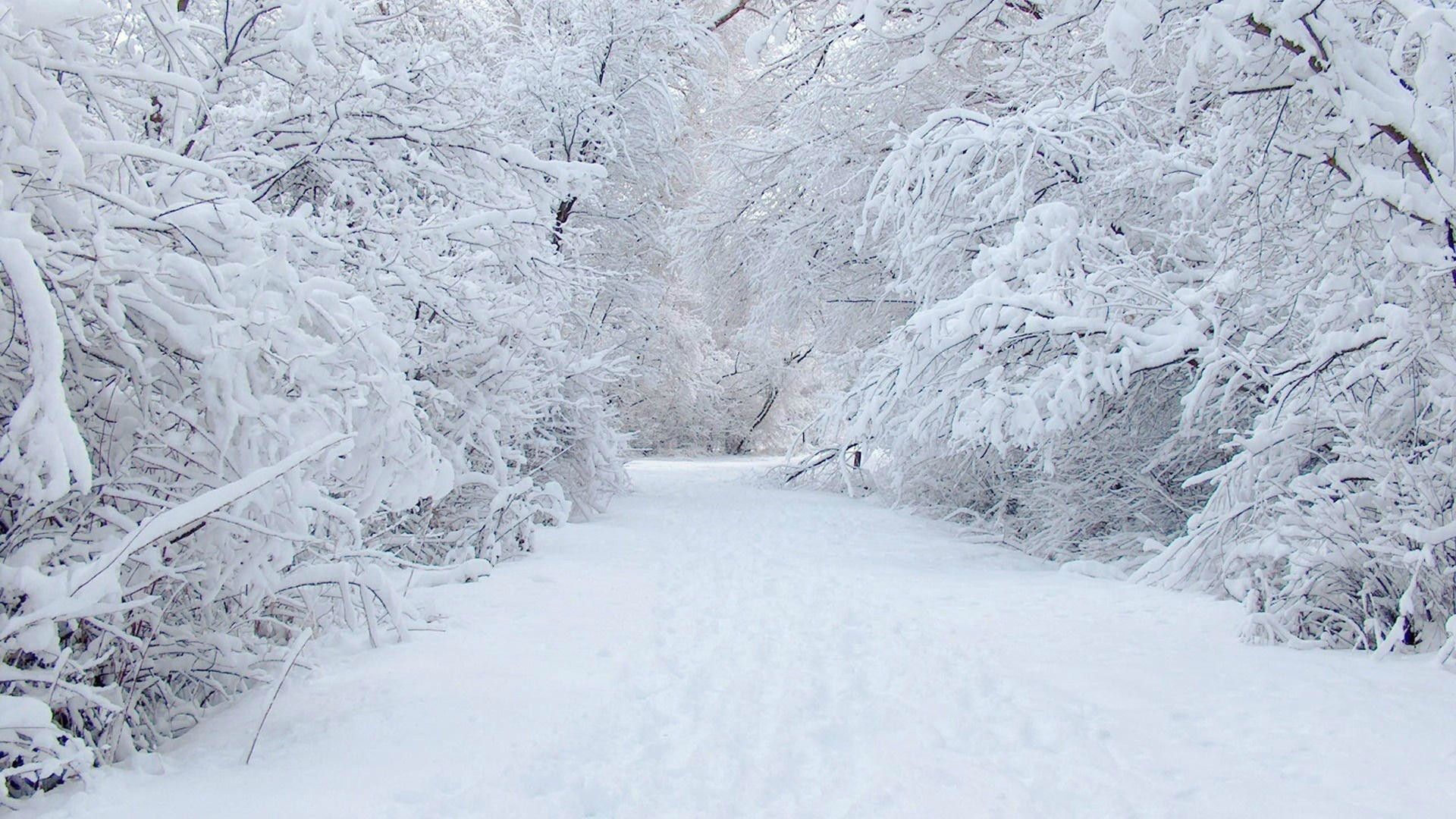 Sentiero innevato nel bosco, 1920x1080 Full HD 1080p, PC Desktop