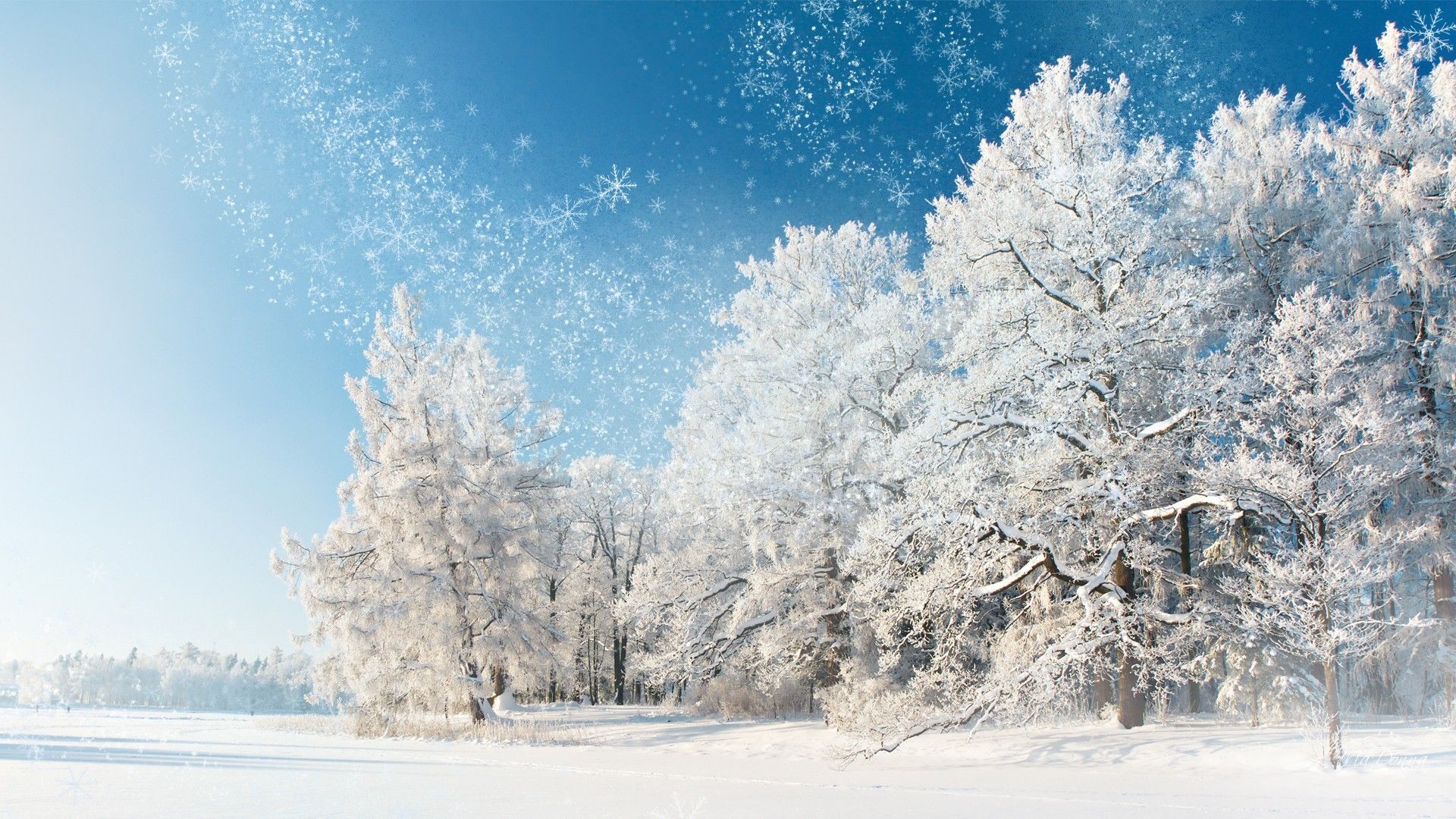 Alberi innevati con fiocchi di neve, 1920x1080 1080p, Laptop