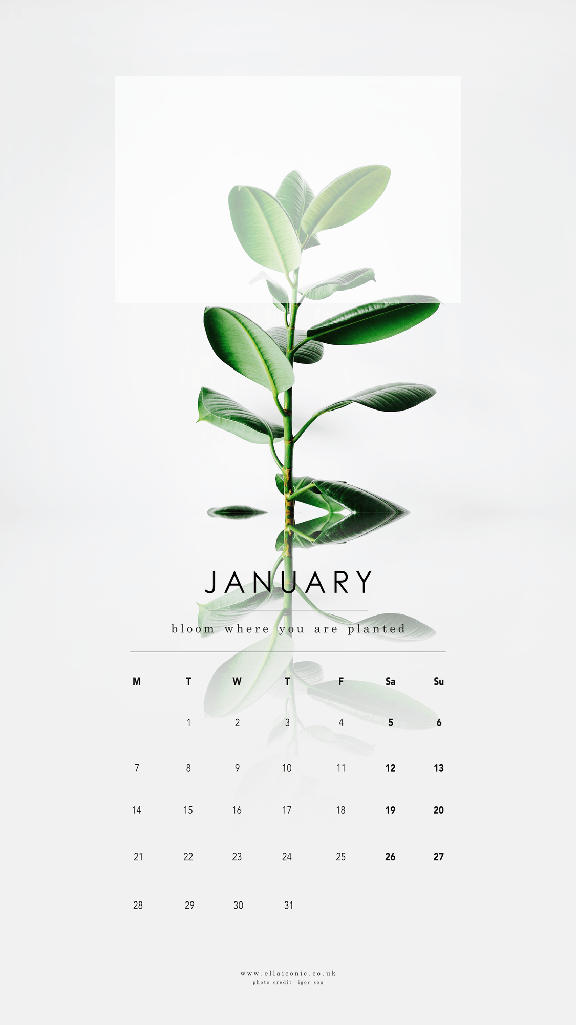 Calendario gennaio con pianta verde, 1125x2000 Full HD Verticale, iPhone