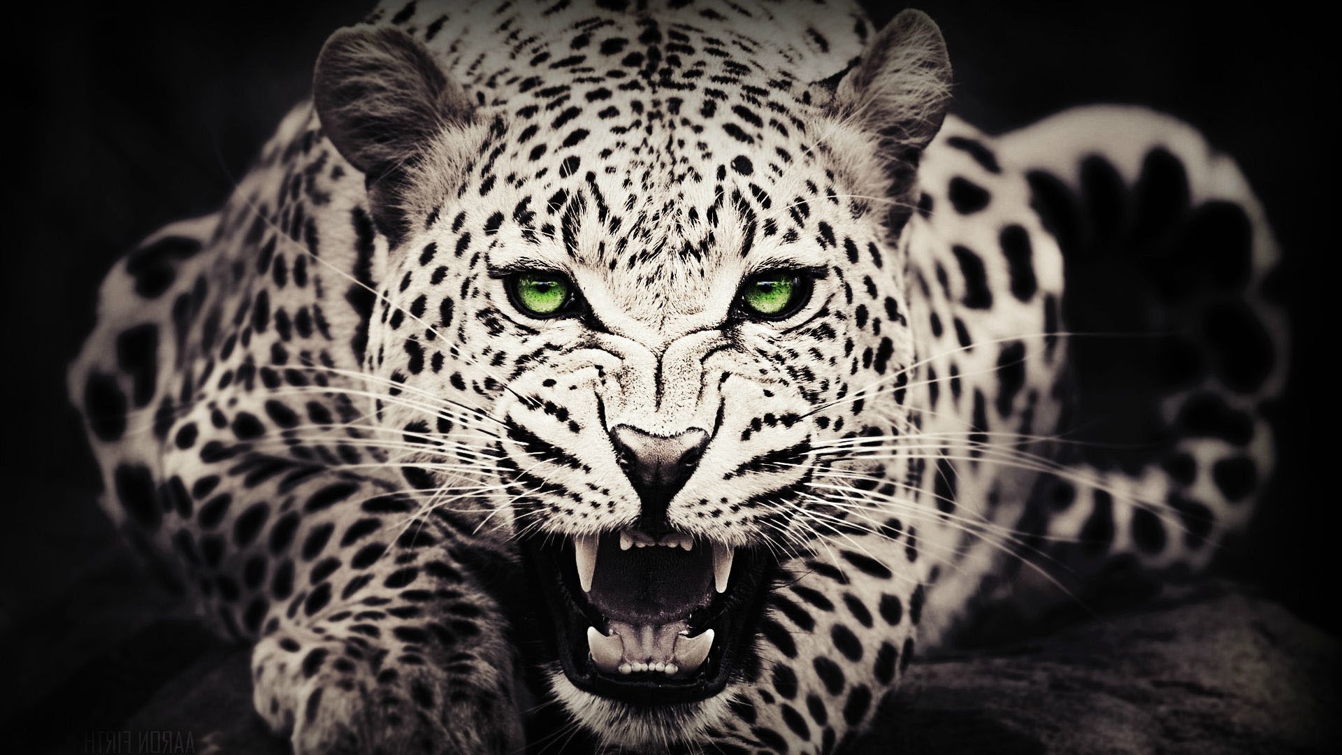Leopardo ringhiante bianco nero, 1920x1080 Full HD, Desktop