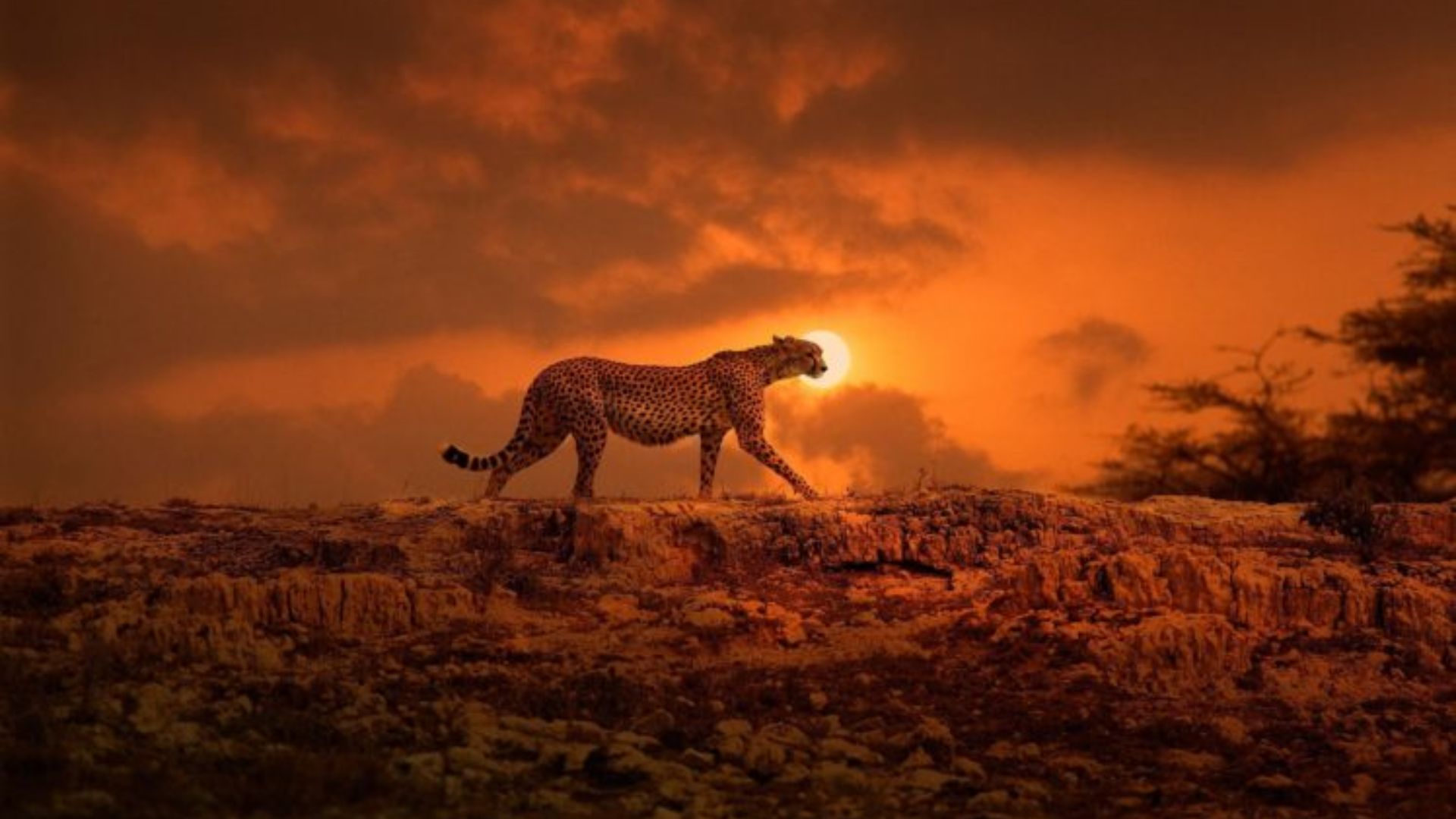 Ghepardo al tramonto, 1920x1080 Full HD, Laptop
