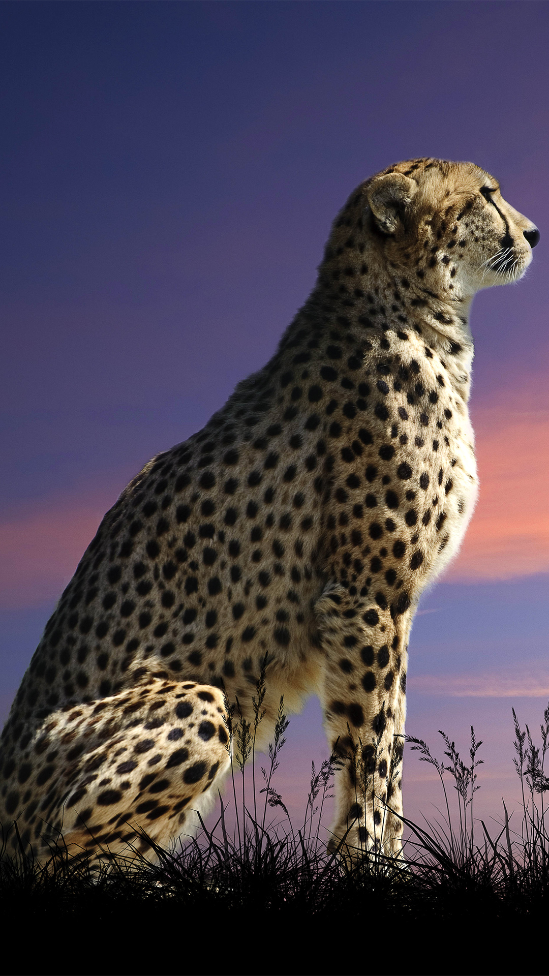 Ghepardo seduto al tramonto, 1080x1920 Full HD Verticale, iPhone
