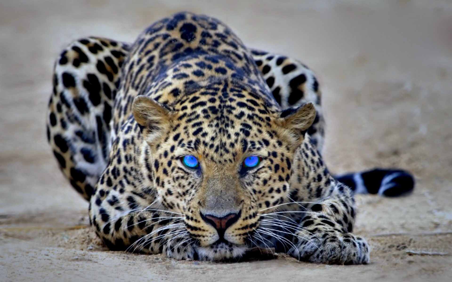 Leopardo occhi azzurri accovacciato, 1920x1200 Full HD+, Desktop