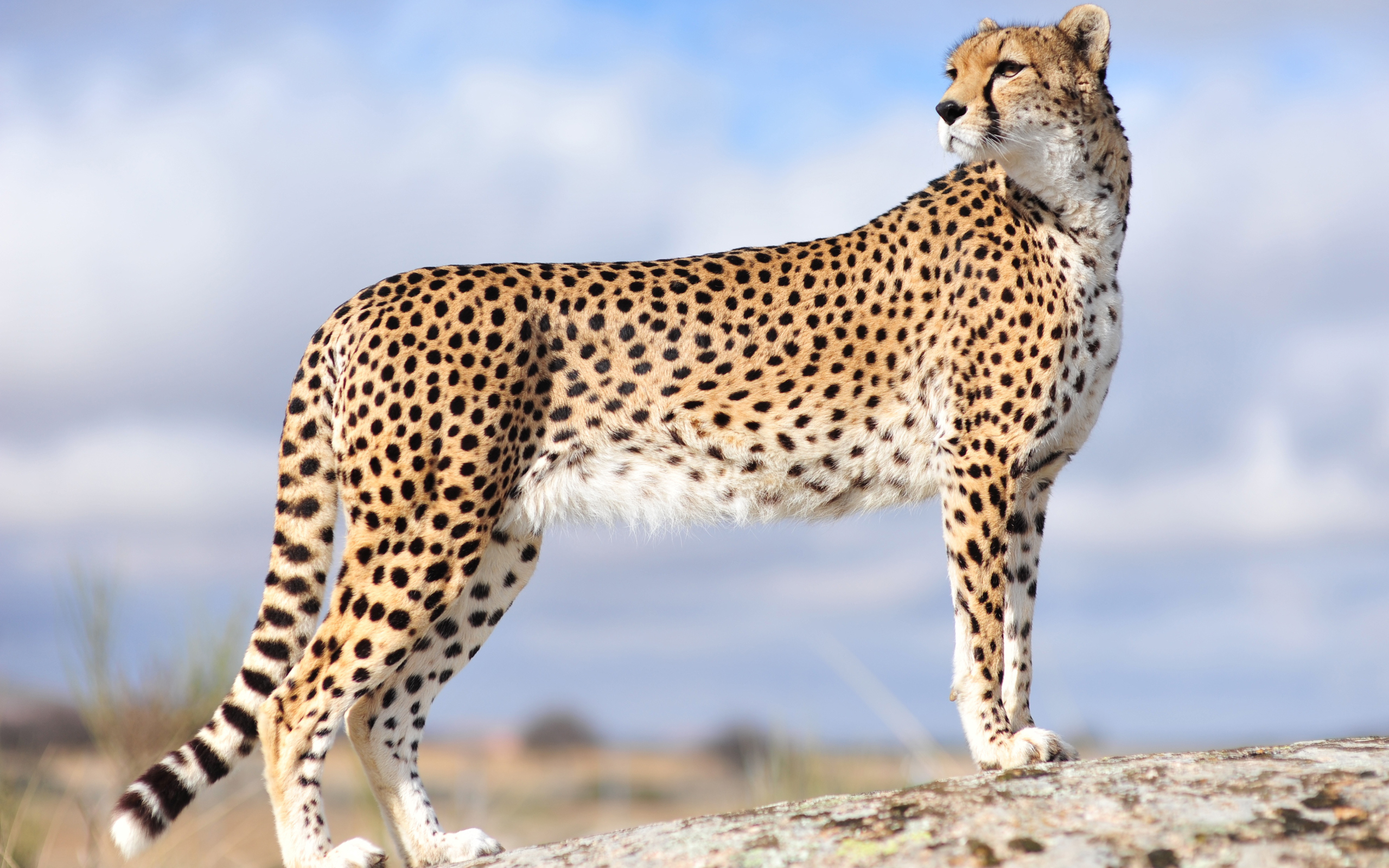 Ghepardo su roccia, 2560x1600 2K+, Laptop