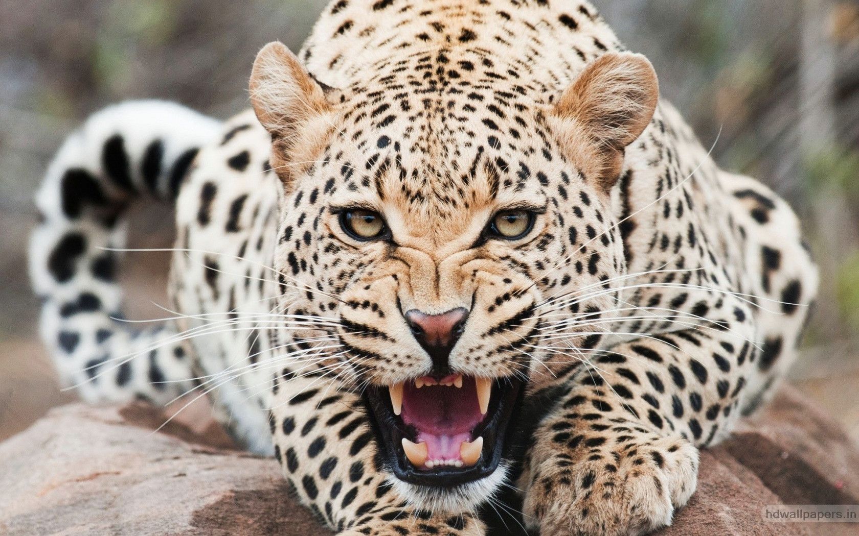 Leopardo ringhiante su roccia, 1680x1050 900p, Laptop