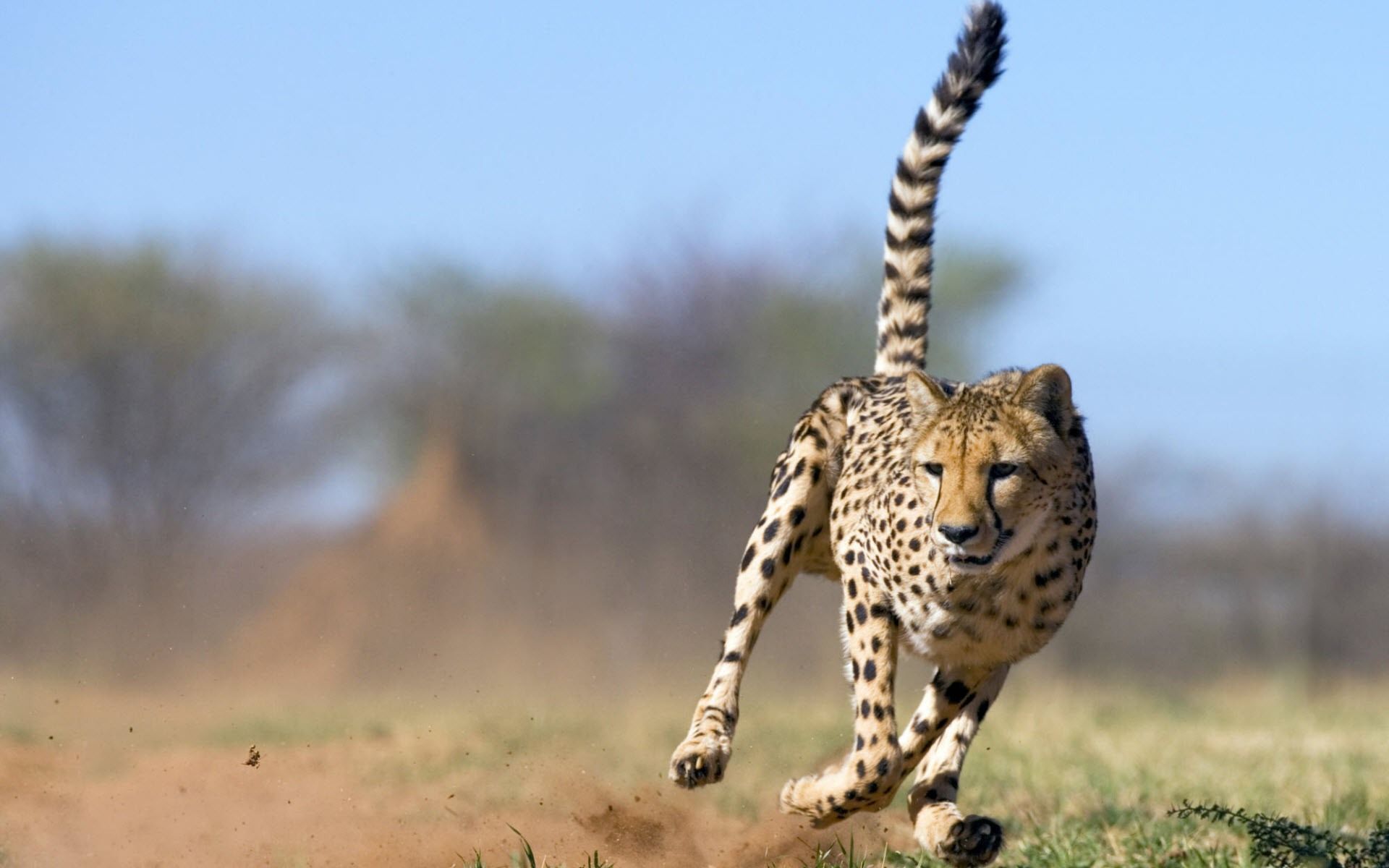 Ghepardo che corre savana, 1920x1200 WUXGA, iMac