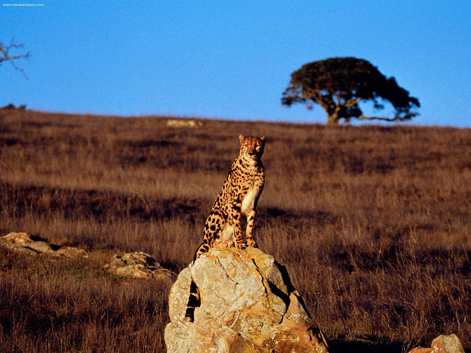 Ghepardo su roccia savana, 1600x1200 HD, PC