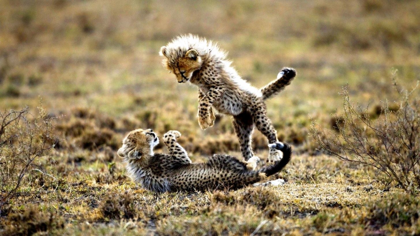 Cuccioli di ghepardo che giocano, 1456x819 HD, Desktop