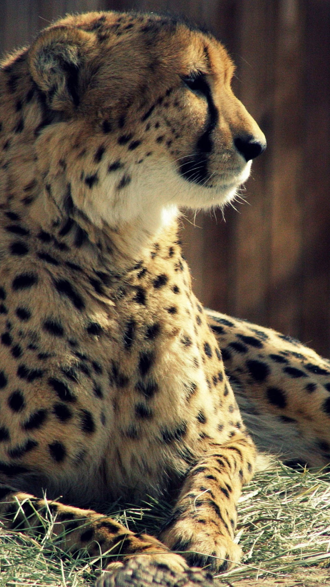Ghepardo sdraiato profilo, 1080x1920 Verticale, Samsung Galaxy