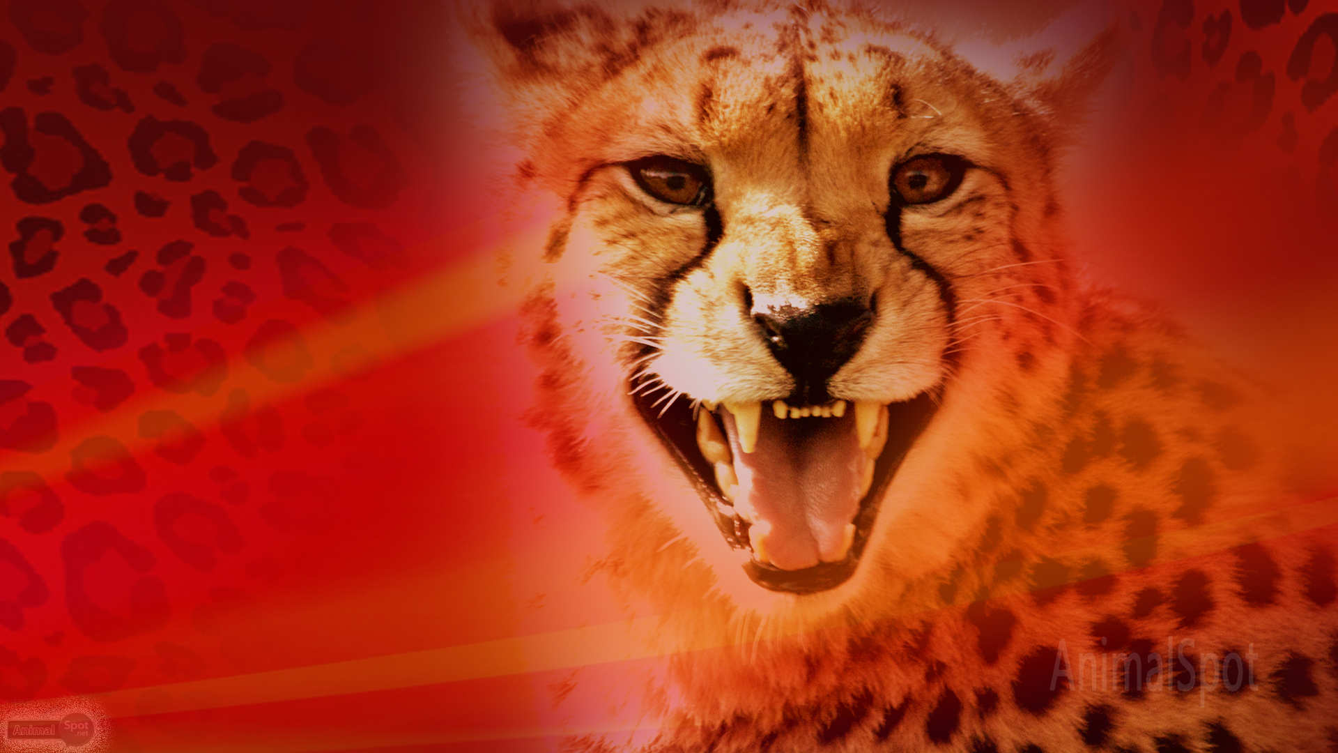 Ghepardo ruggente sfondo rosso, 1920x1080 Full HD, Desktop