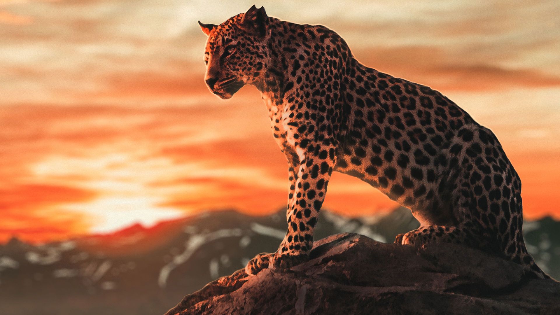 Ghepardo su roccia al tramonto, 1920x1080 1080p, PC Desktop