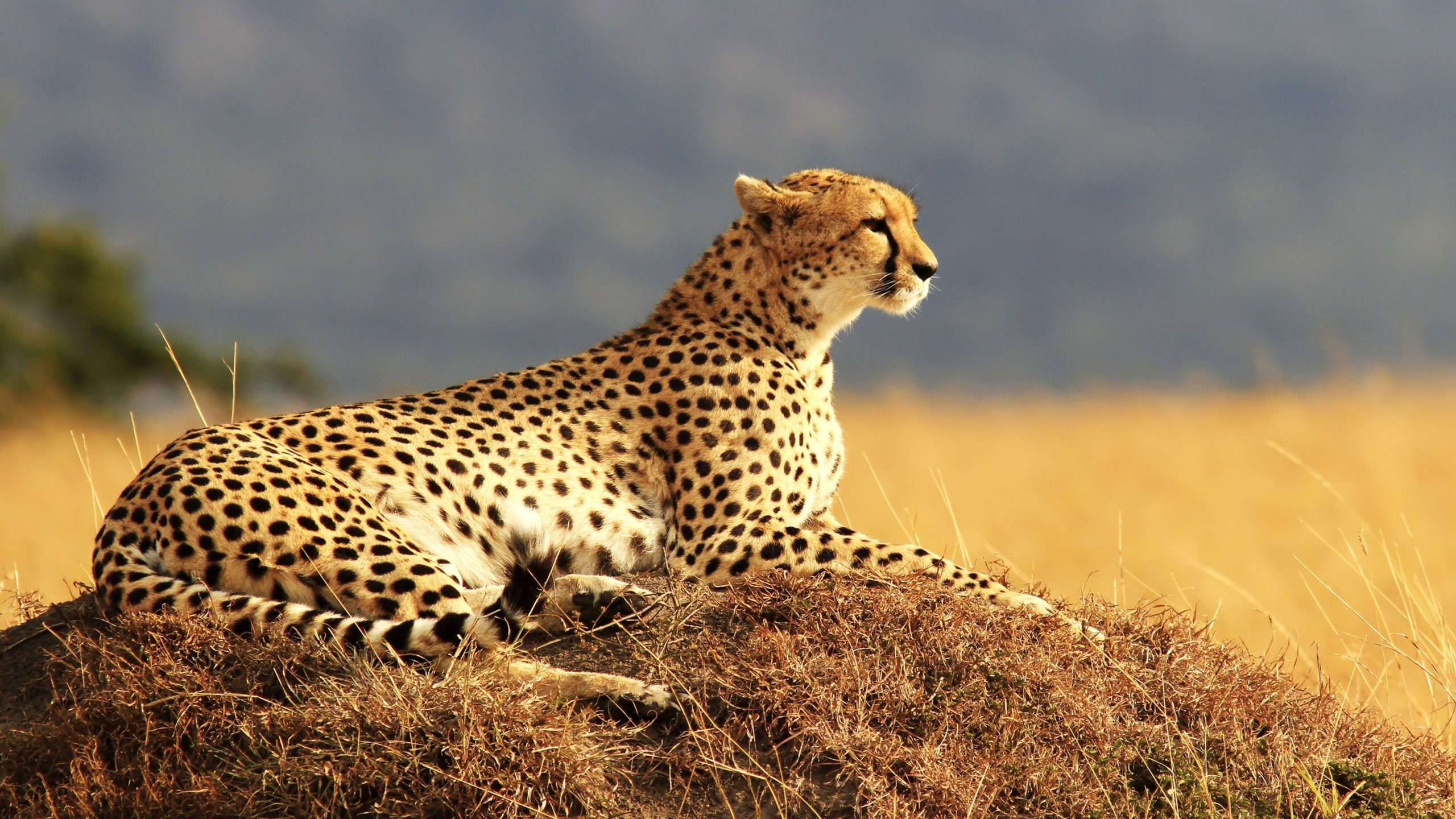 Ghepardo sdraiato nella savana, 2560x1440 QHD, Laptop