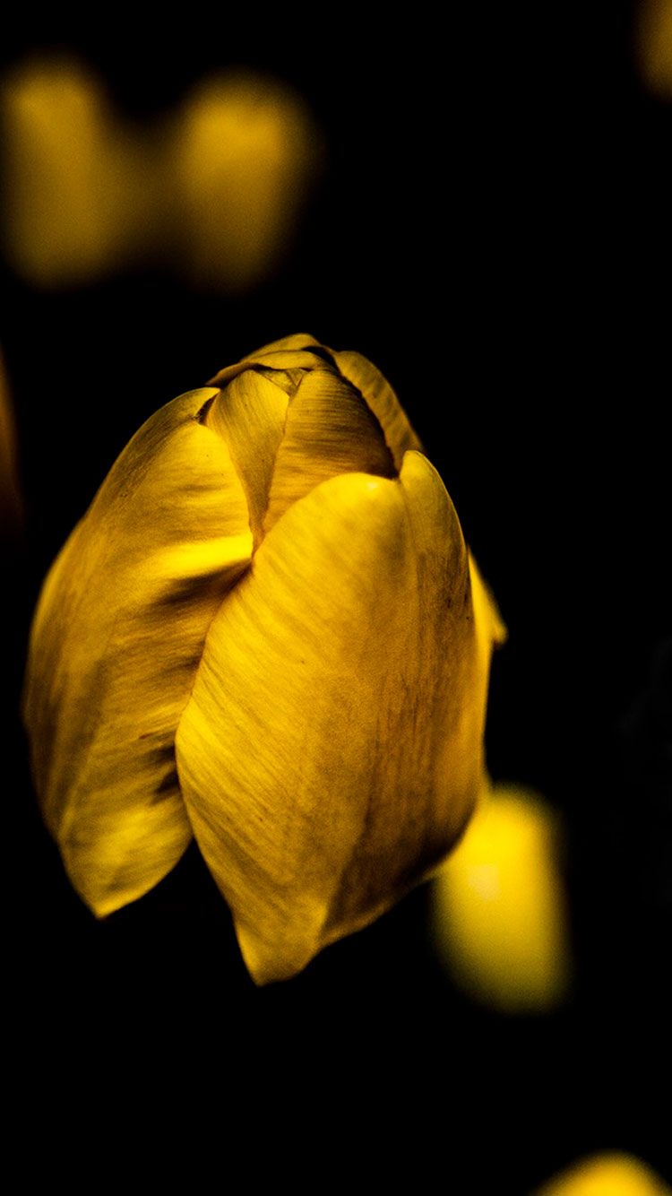 Tulipano giallo sfondo scuro, 750x1334 Verticale, iPhone