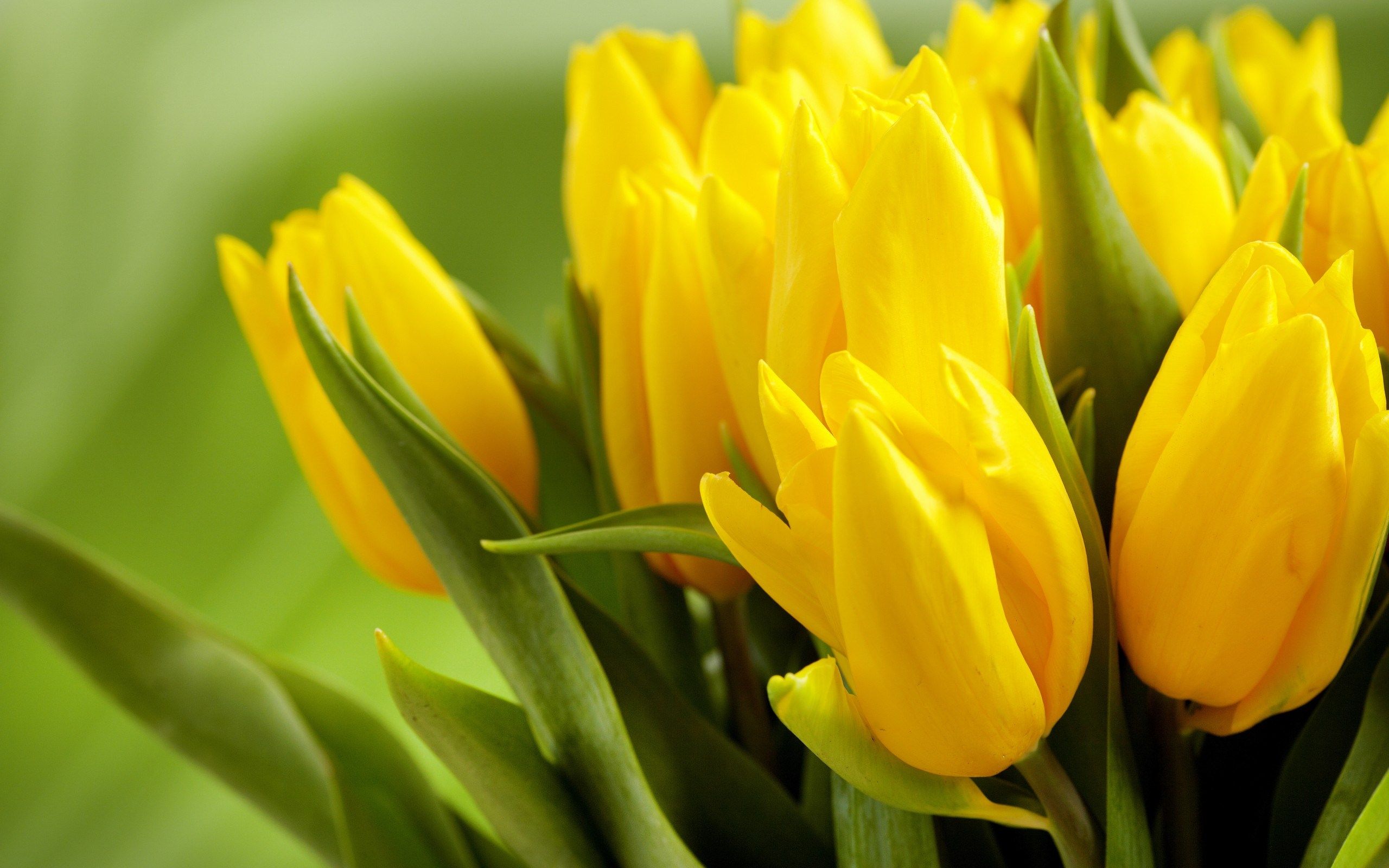 Tulipani gialli fiori, 2560x1600 2K, Desktop