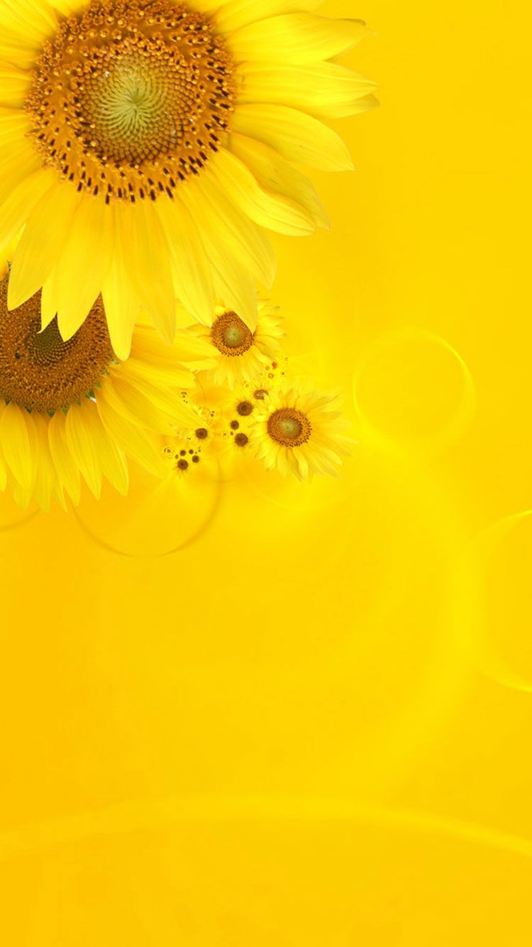Girasoli su sfondo giallo, 750x1334 Full HD Verticale, Smartphone