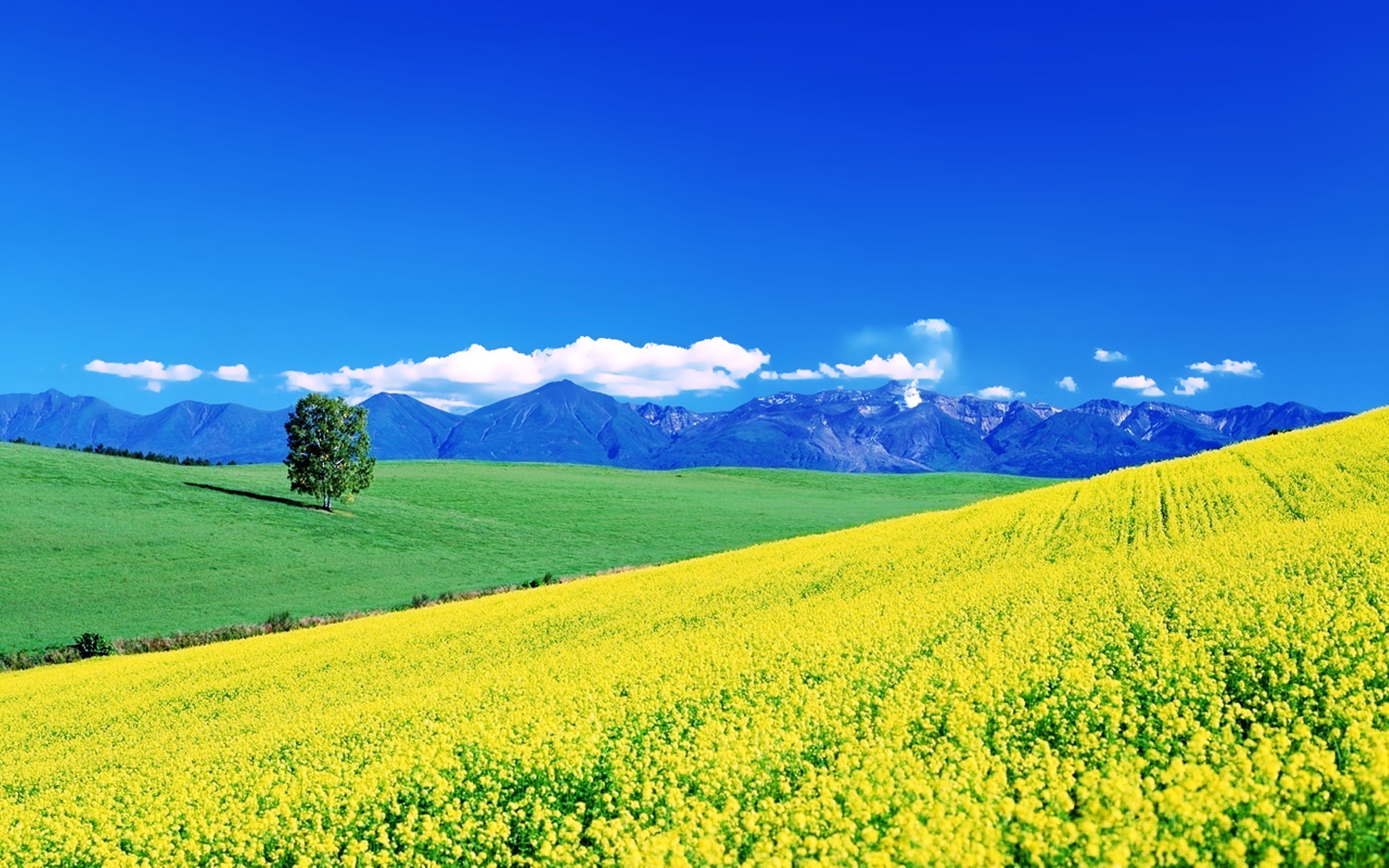 Campo giallo di colza, montagne, 3840x2400 4K Ultra HD, Monitor 4K