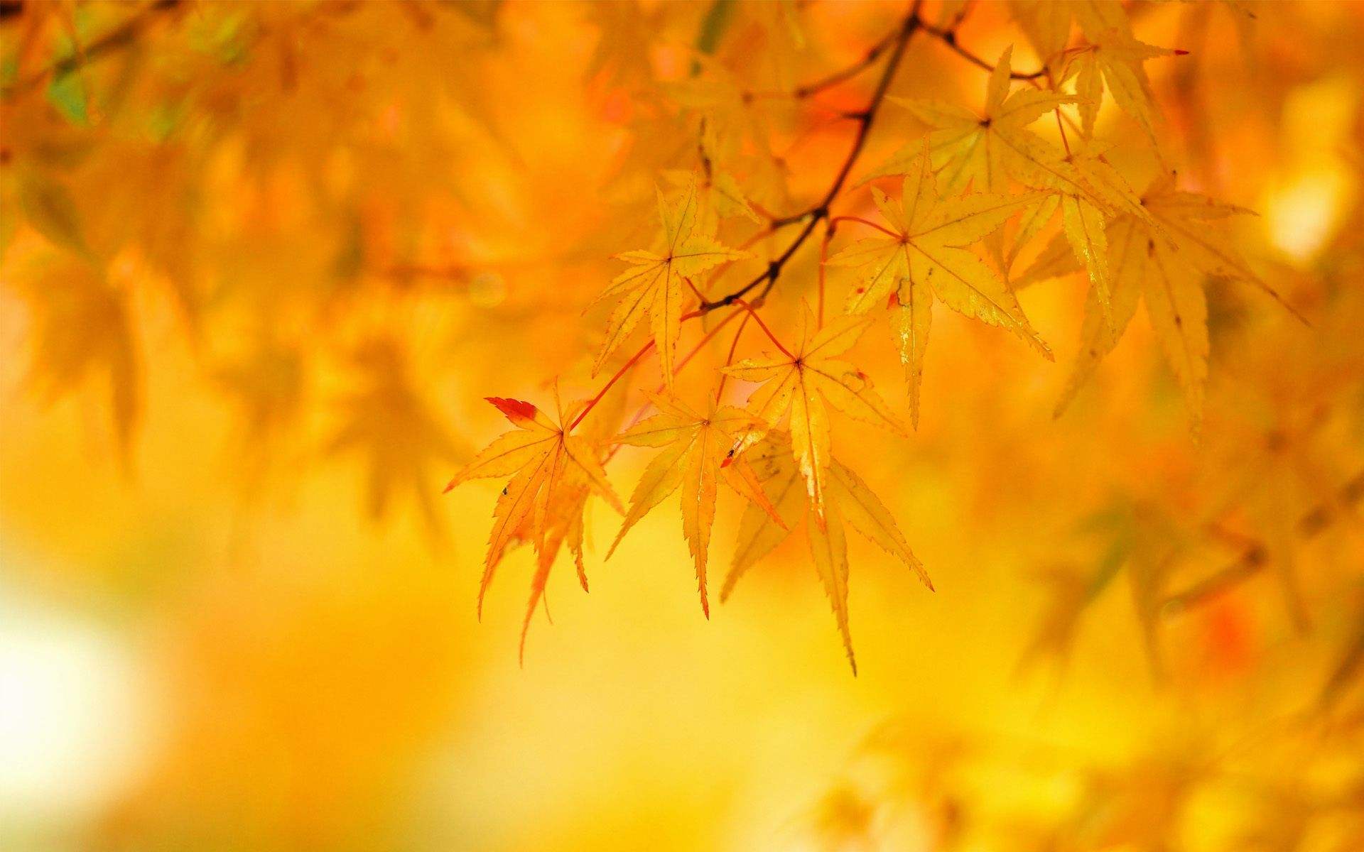 Foglie di acero autunnali gialle, 1920x1200 Full HD+ WUXGA, Laptop