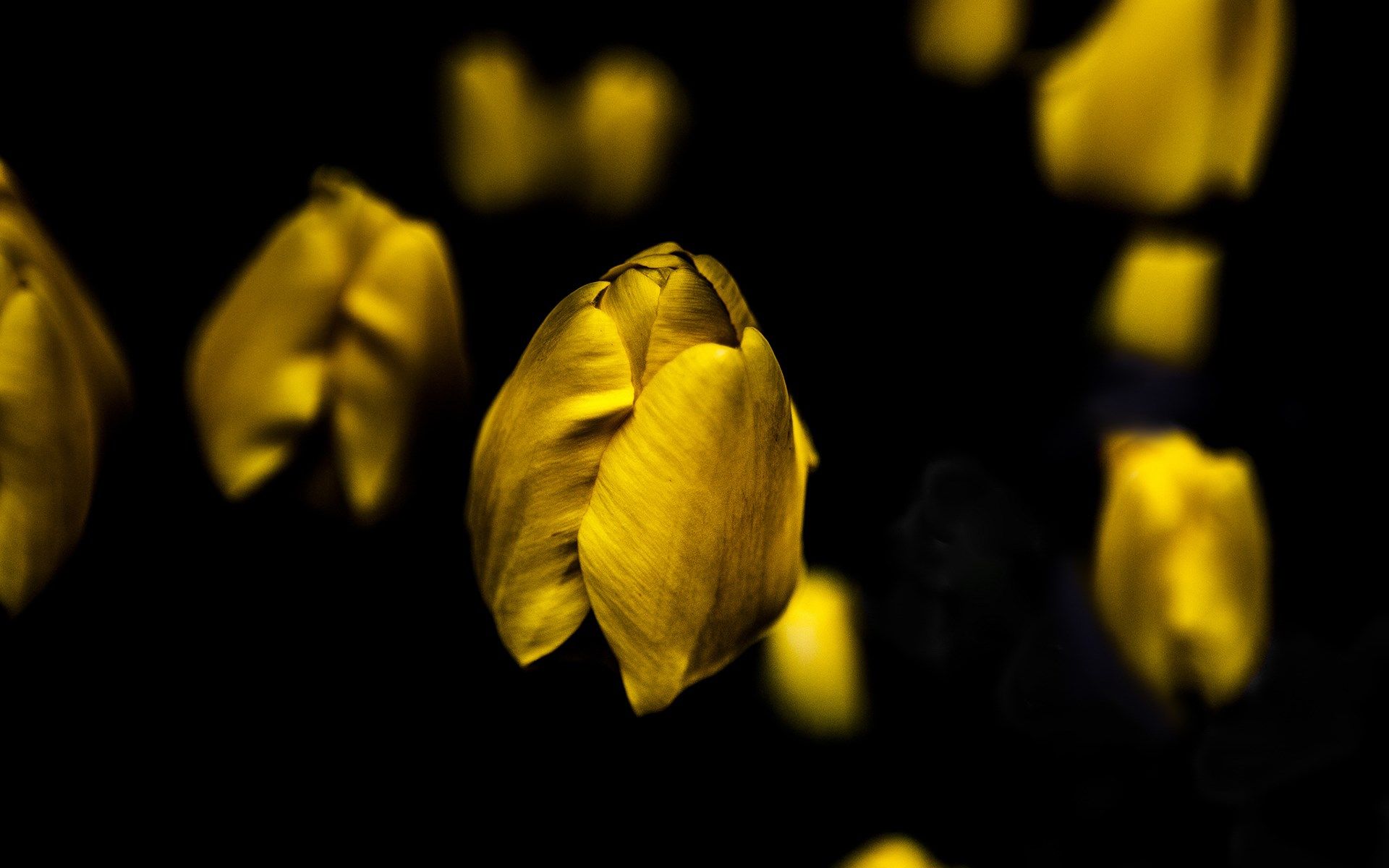 Fiori gialli su sfondo nero, 1920x1200 Full HD+, PC Desktop