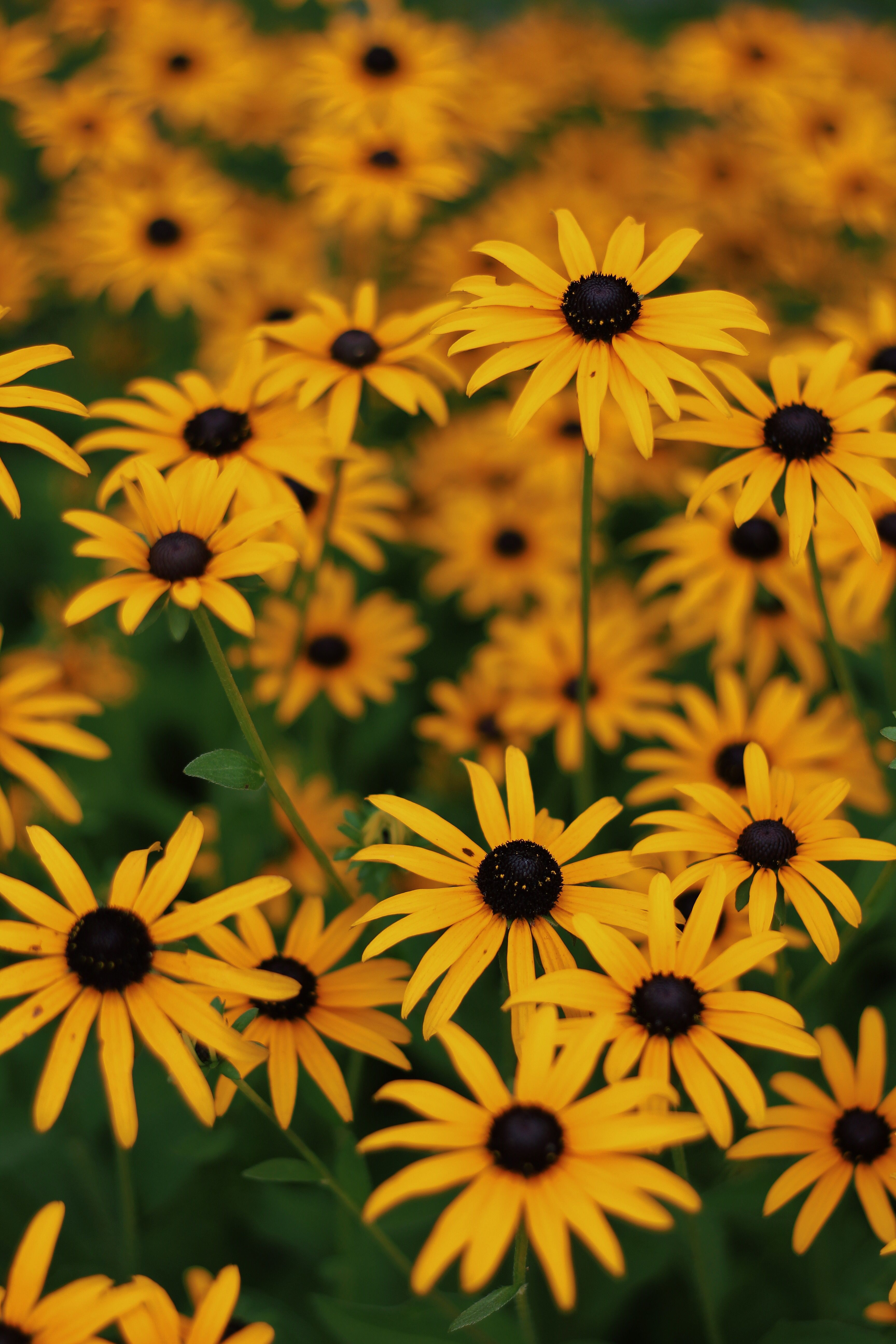 Fiori gialli rudbeckia, 3456x5184 Verticale, Mobile