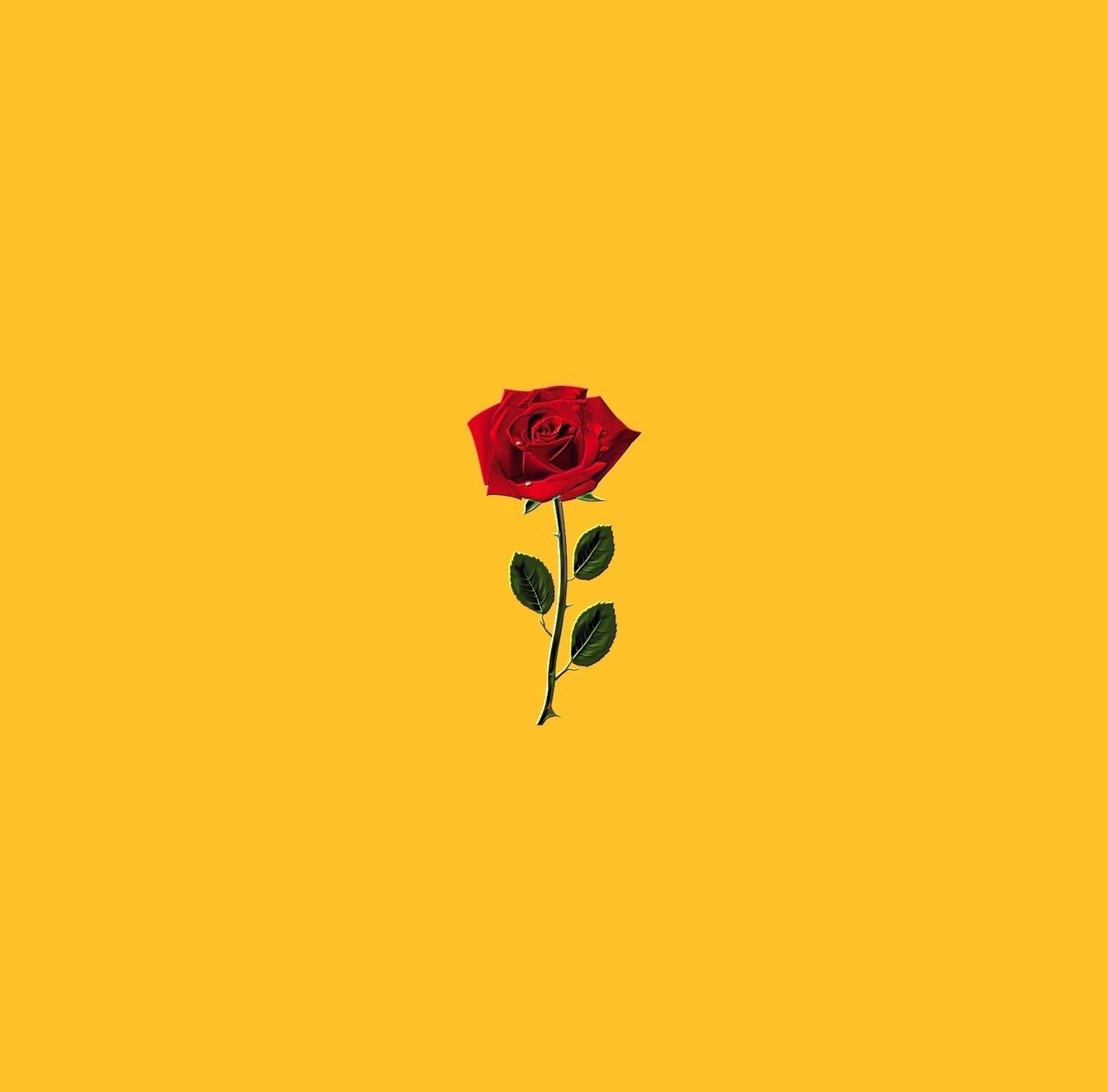 Rosa rossa su sfondo giallo, 1280x1262 HD, Desktop