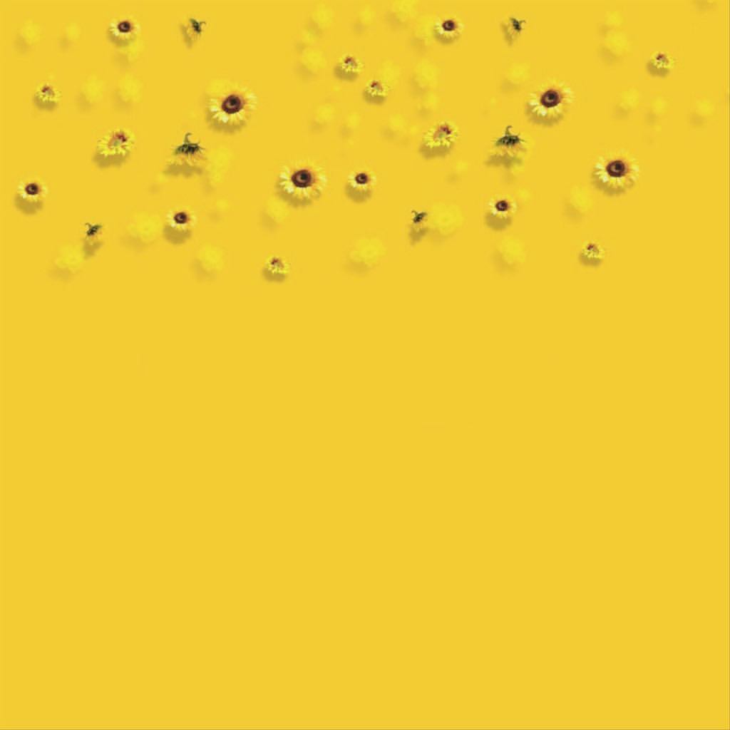 Fiori gialli e api sfondo, 1024x1024 HD, Desktop
