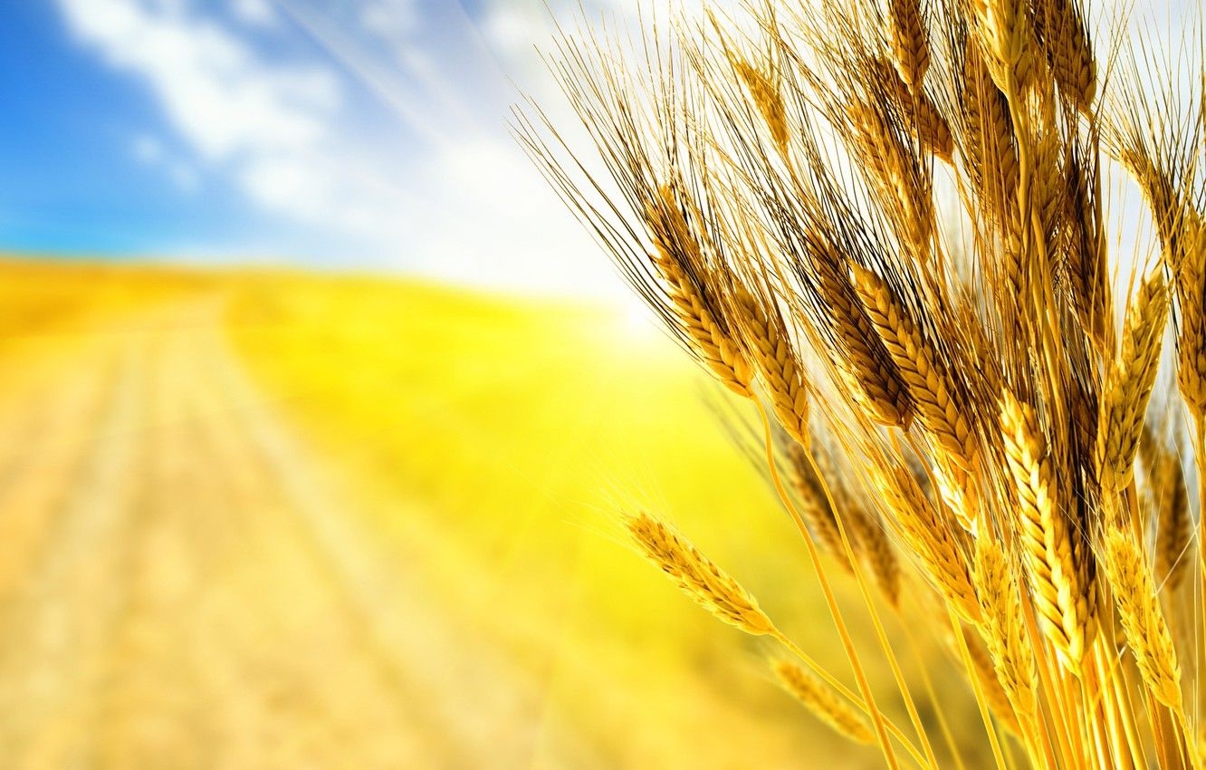 Campo di grano dorato, 1332x850 HD, Desktop