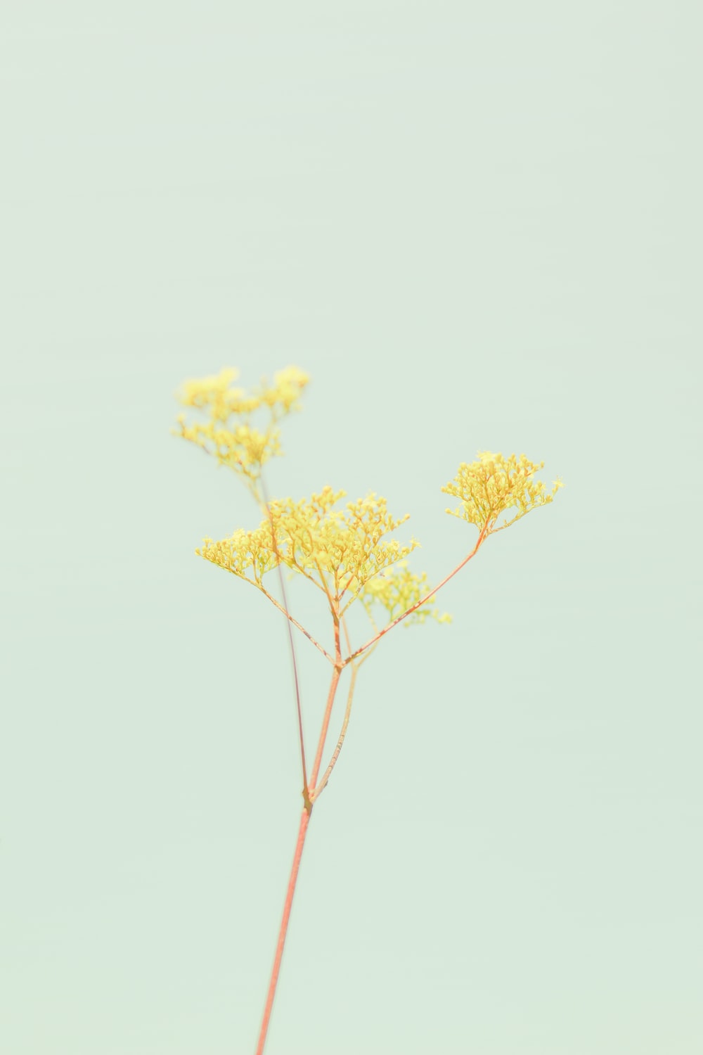 Fiori gialli su ramoscello, 1000x1500 Full HD Verticale, Smartphone