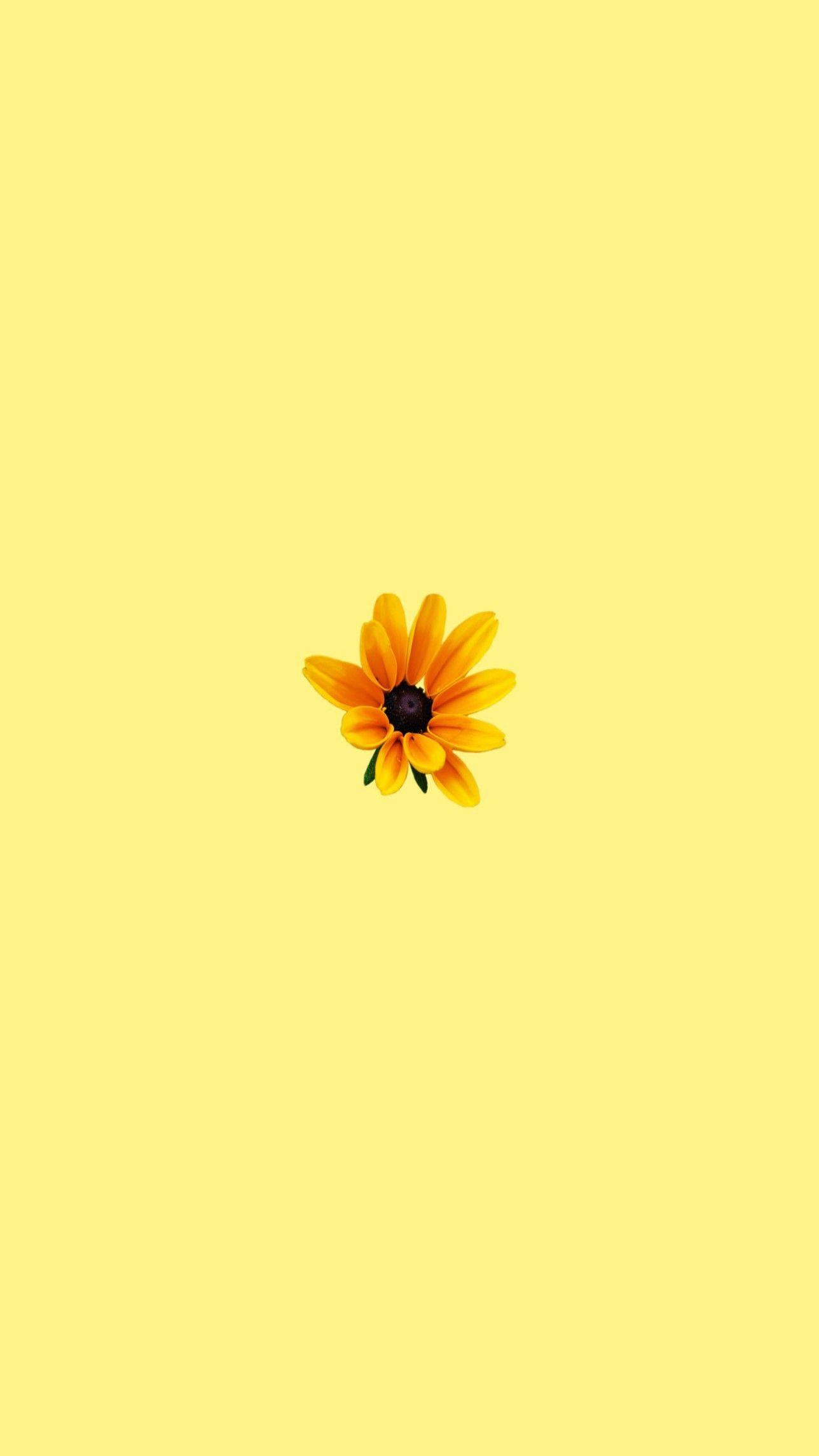 Fiore giallo su sfondo pastello, 1288x2289 Full HD Verticale, Realme