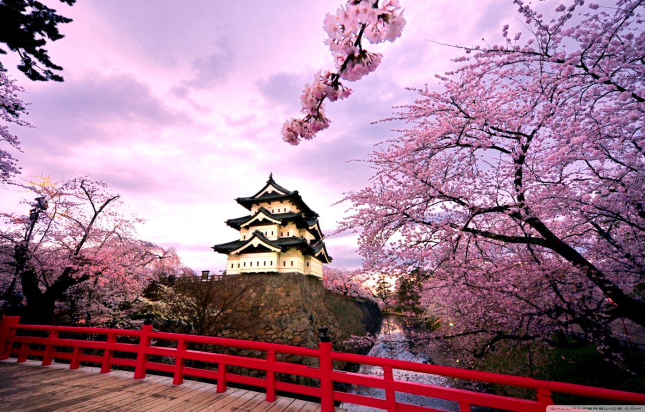 Castello giapponese con ciliegi in fiore, 1310x837 HD, Notebook Gaming