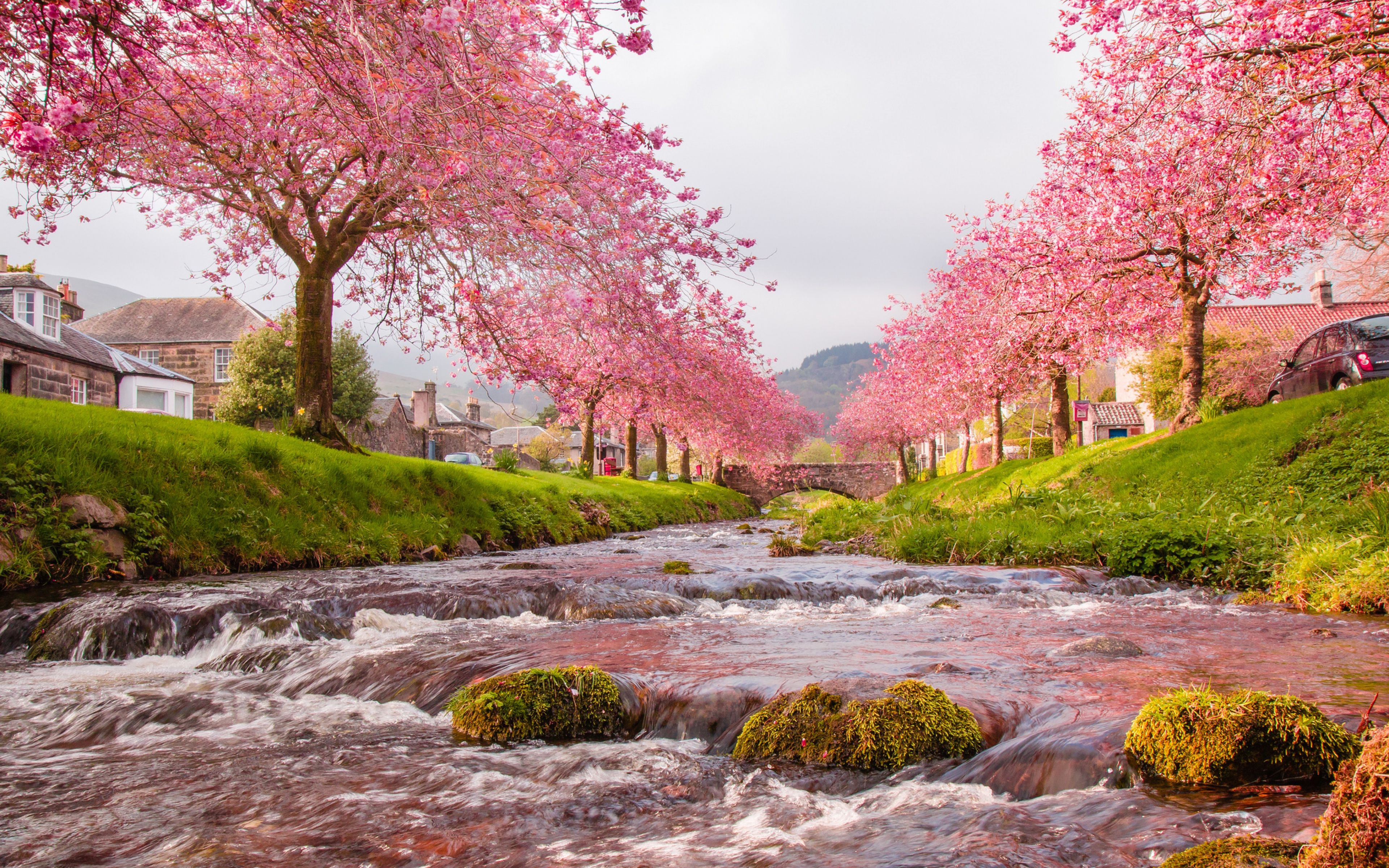 Fiume con alberi ciliegio fioriti, 3840x2400 UHD, PC 4K