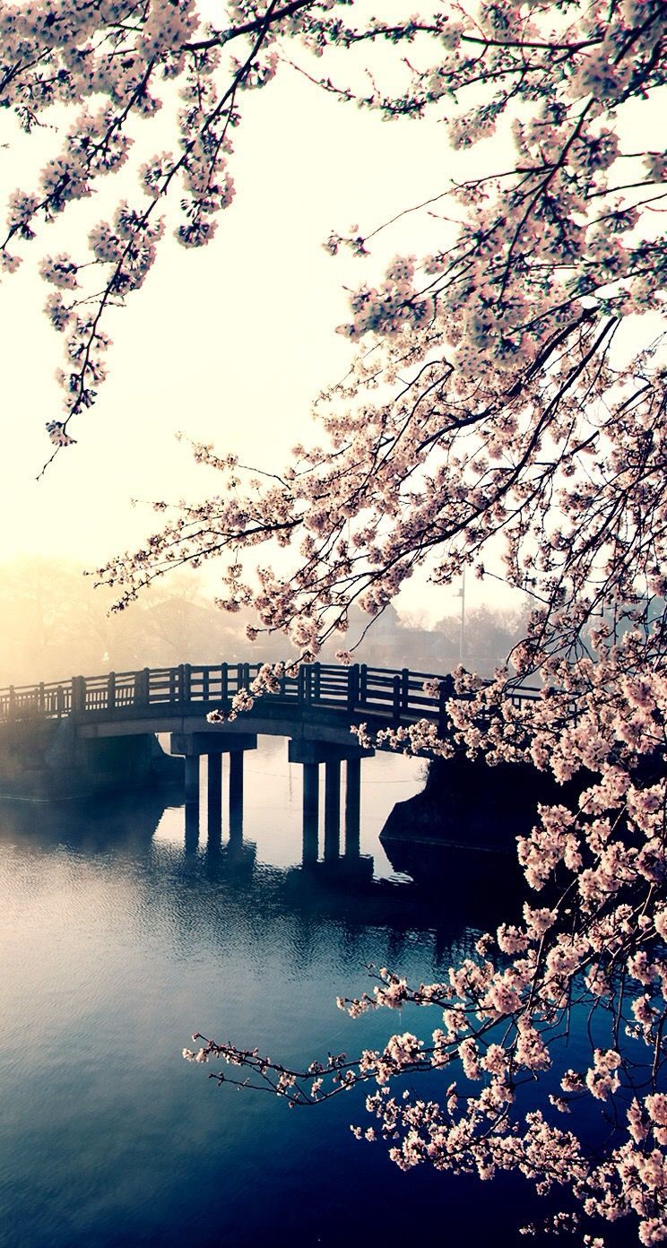 Ponte giapponese con ciliegi in fiore, 744x1392 Verticale, Mobile
