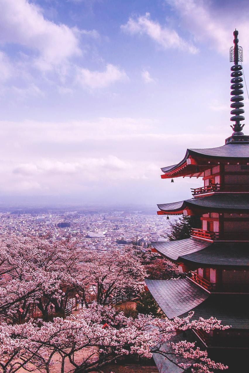 Pagoda Chureito e ciliegi, 851x1276 Full HD Verticale, Smartphone