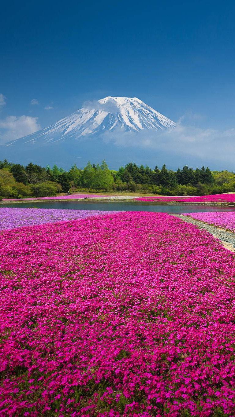 Monte Fuji con campo fiori rosa, Giappone, 768x1365 Full HD Verticale, Smartphone