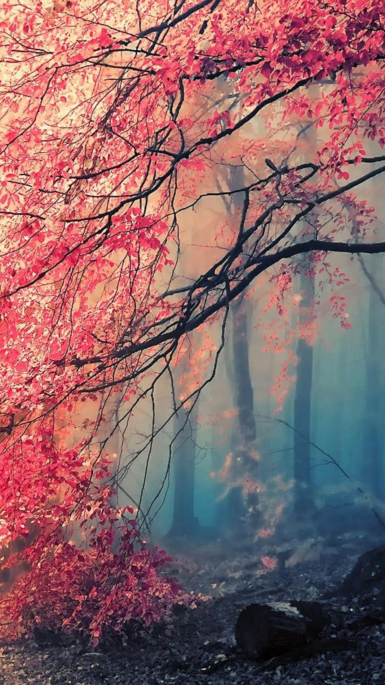 Foresta autunnale foglie rosse nebbia, 1242x2208 Verticale, Mobile