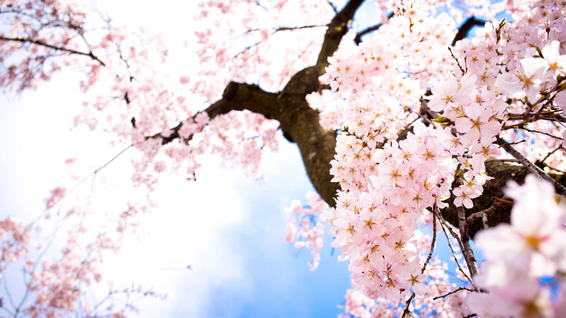 Fiori di ciliegio sakura rosa, 1920x1080 Full HD, Desktop