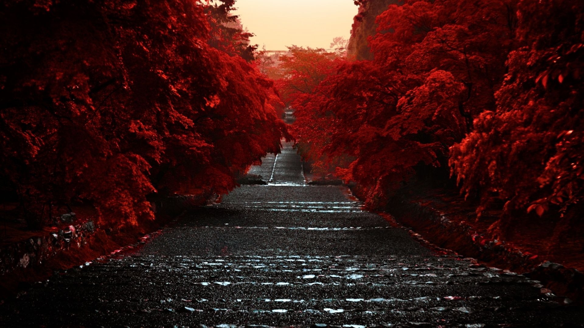 Sentiero rosso alberi giapponesi, 1920x1080 1080p, Desktop