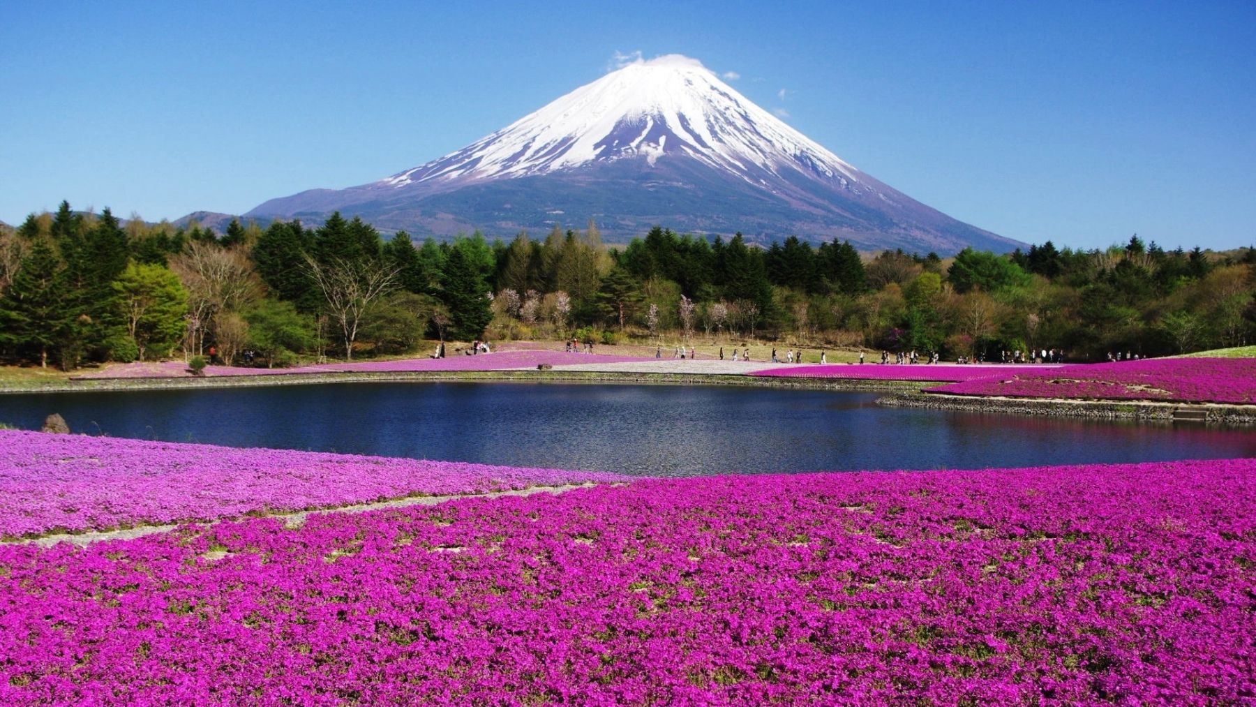 Monte Fuji con fiori rosa, Giappone, 1800x1013 900p, Laptop