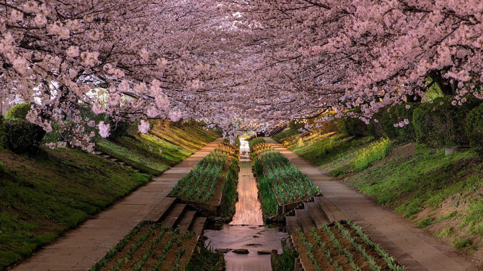 Torii rossi santuario notturno, 1920x1080 Full HD, PC