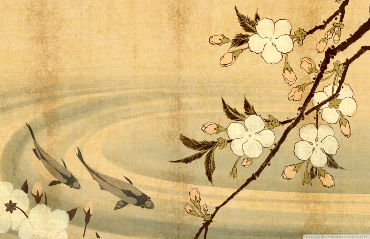 Fiori di ciliegio e pesci koi, 1528x987 720p, PC